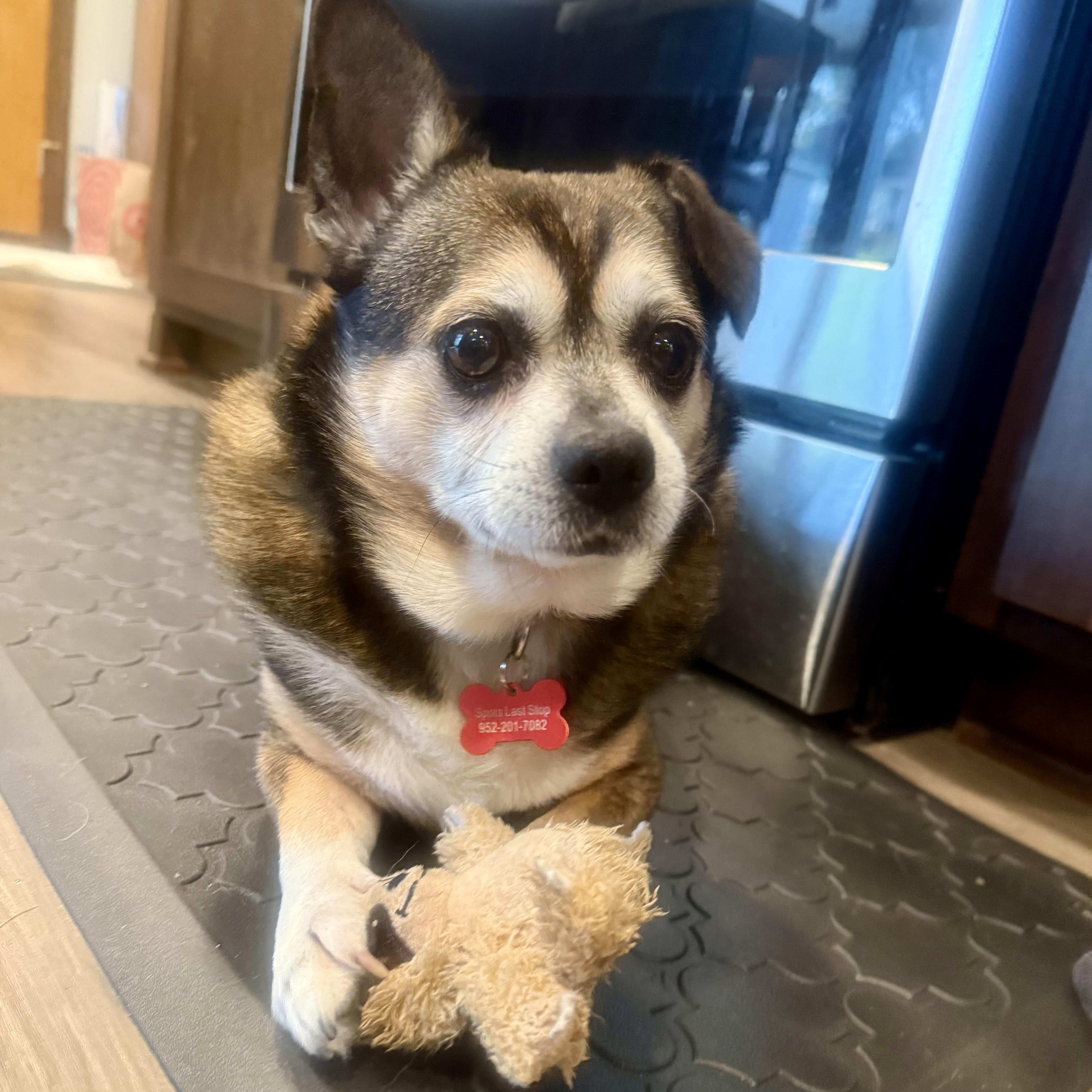 Enlarge Fred, a Adoptable mixed breed in Prior Lake, MN image 3/6