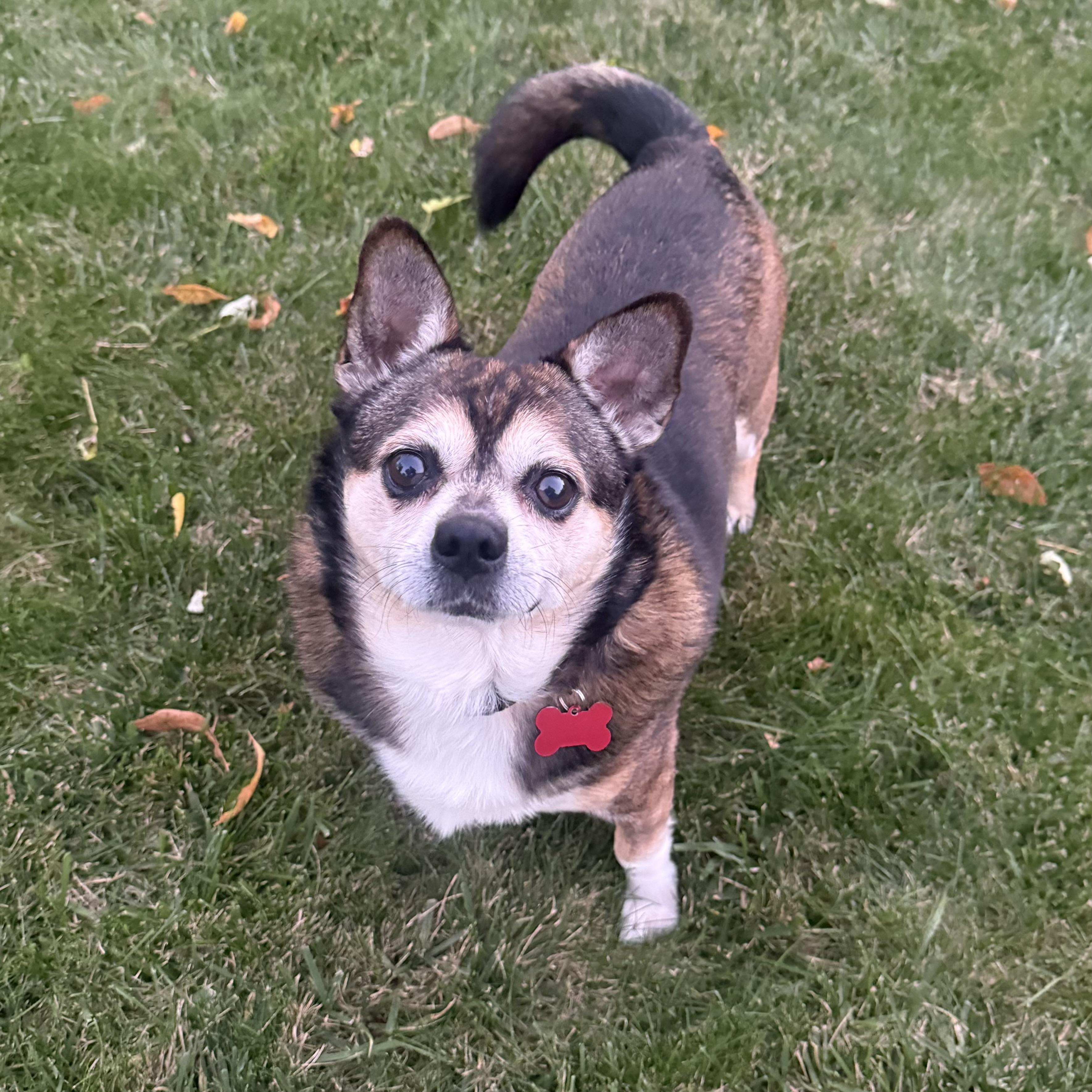 Enlarge Fred, a Adoptable mixed breed in Prior Lake, MN image 1/6