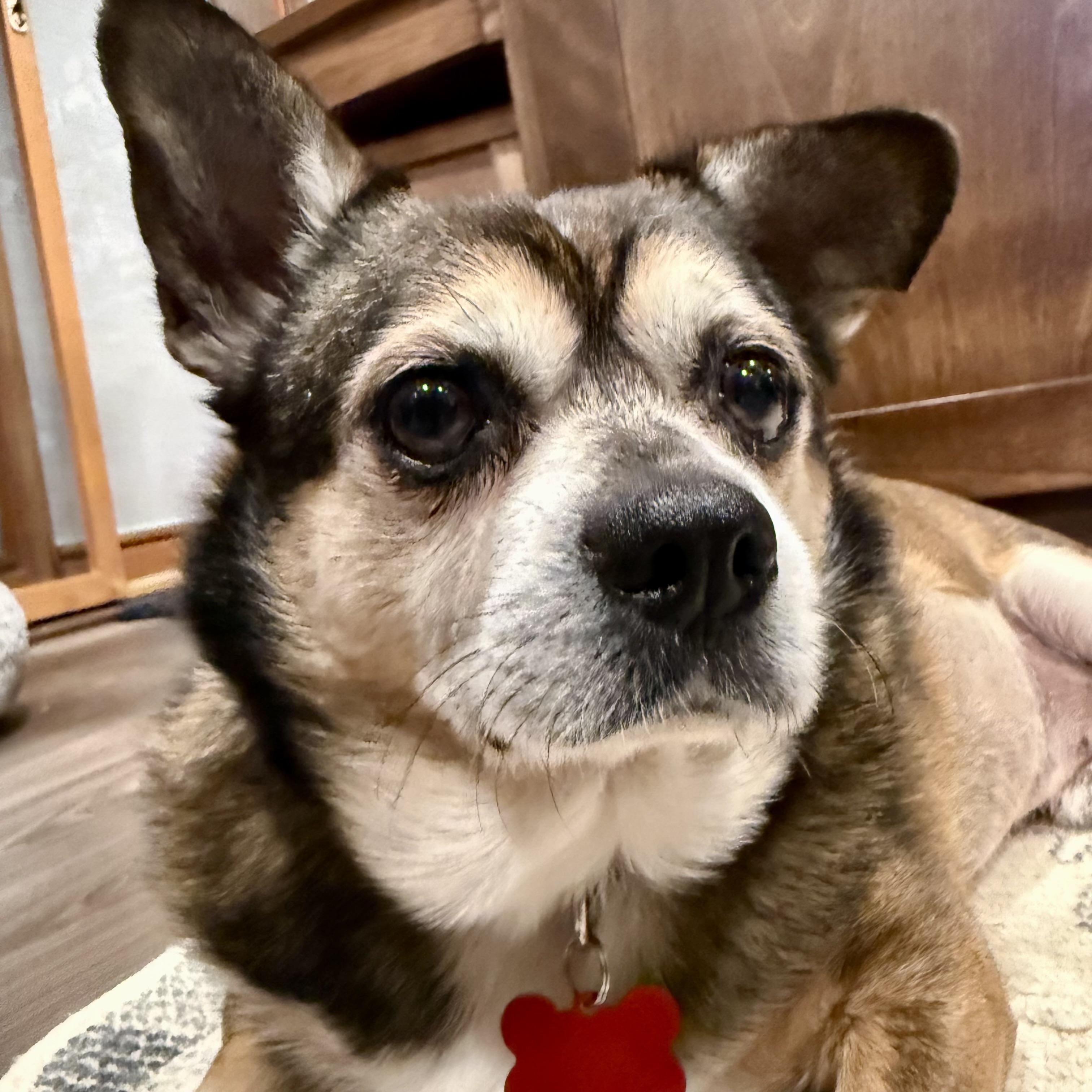 Enlarge Fred, a Adoptable mixed breed in Prior Lake, MN image 4/6