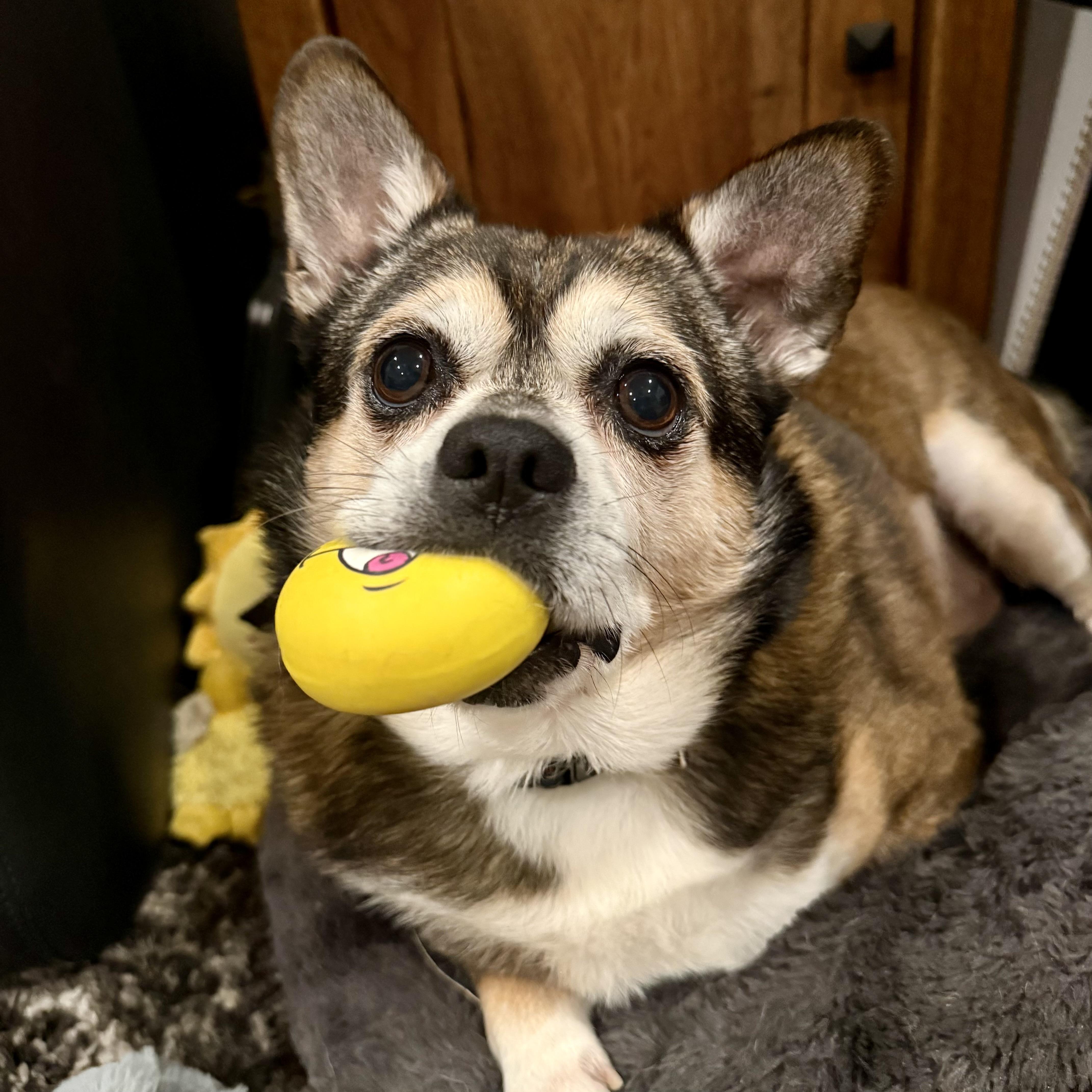 Enlarge Fred, a Adoptable mixed breed in Prior Lake, MN image 6/6