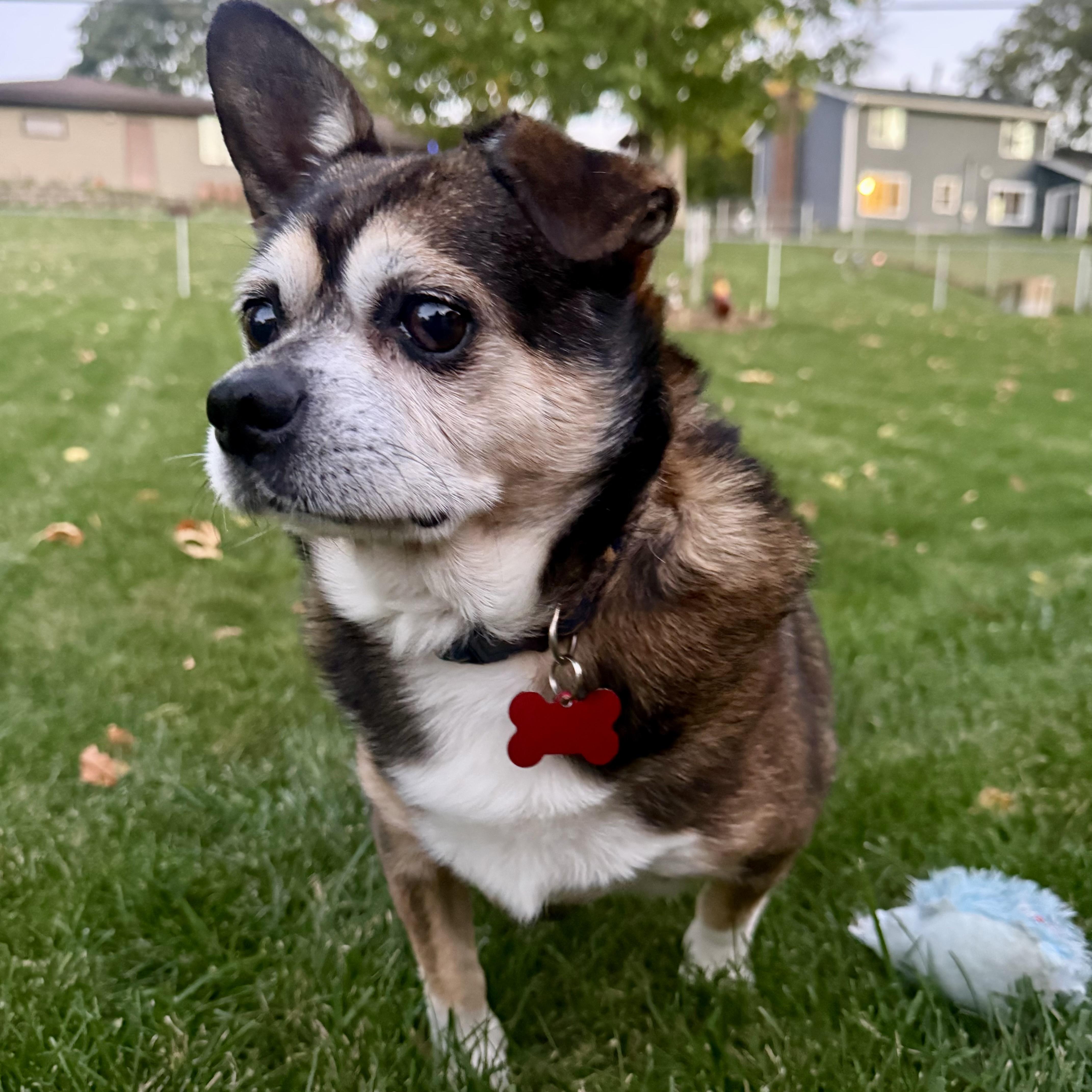 Enlarge Fred, a Adoptable mixed breed in Prior Lake, MN image 2/6