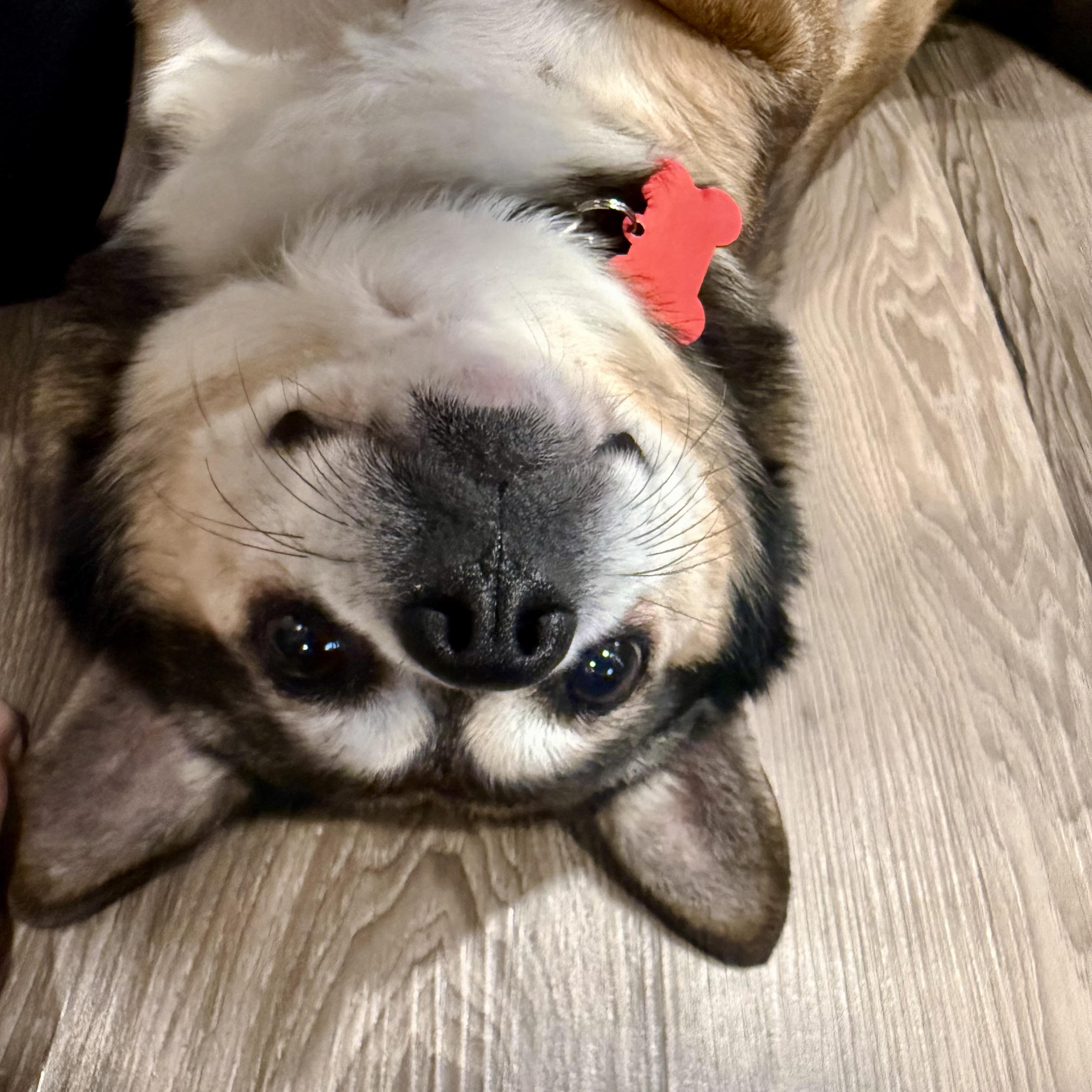 Enlarge Fred, a Adoptable mixed breed in Prior Lake, MN image 5/6