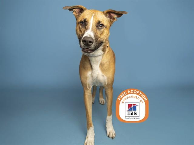 Enlarge ROSS, a Adoptable German Shepherd Dog in Phoenix, AZ image 1/1