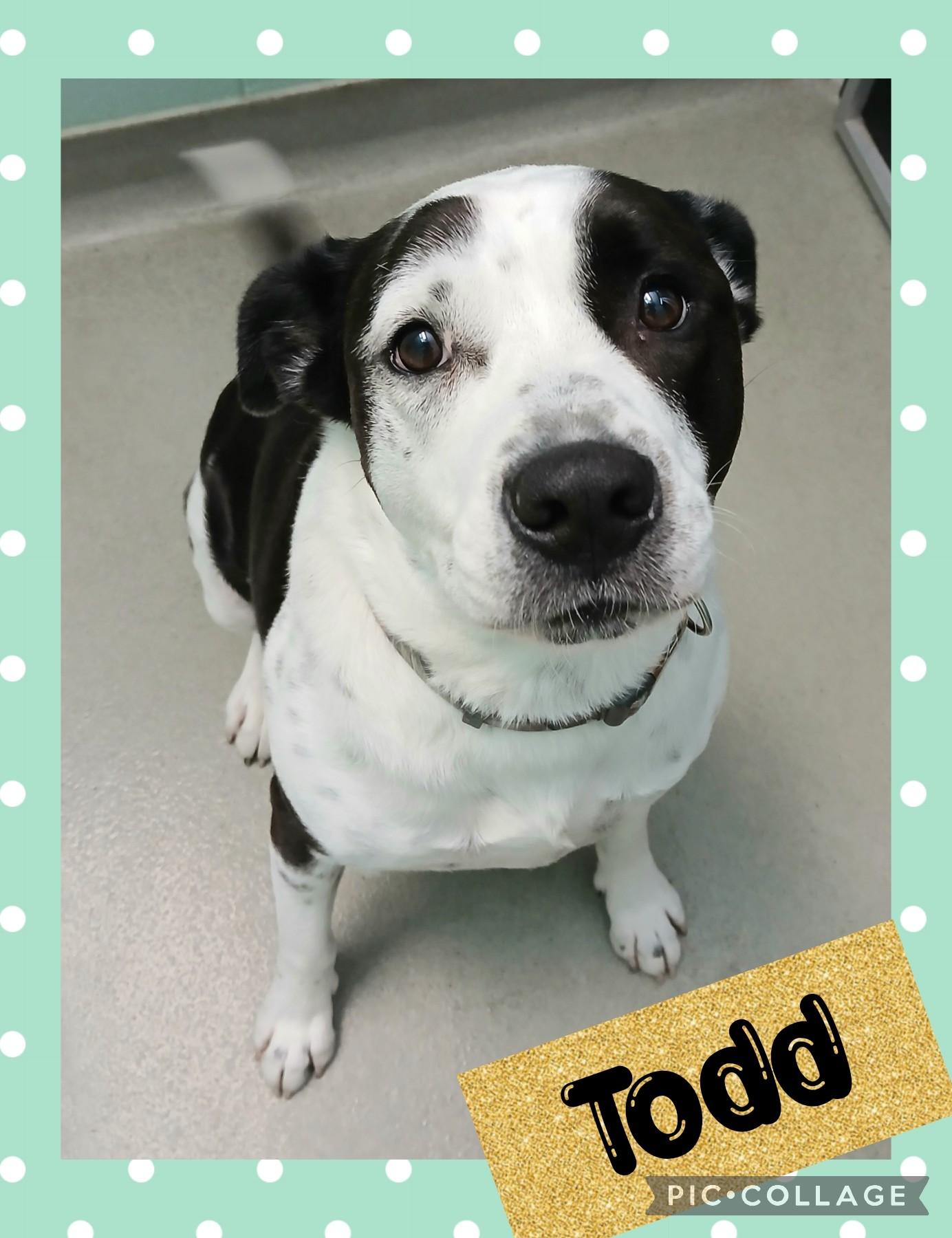 Todd, an adoptable Pit Bull Terrier in Iron River, MI, 49935 | Photo Image 1