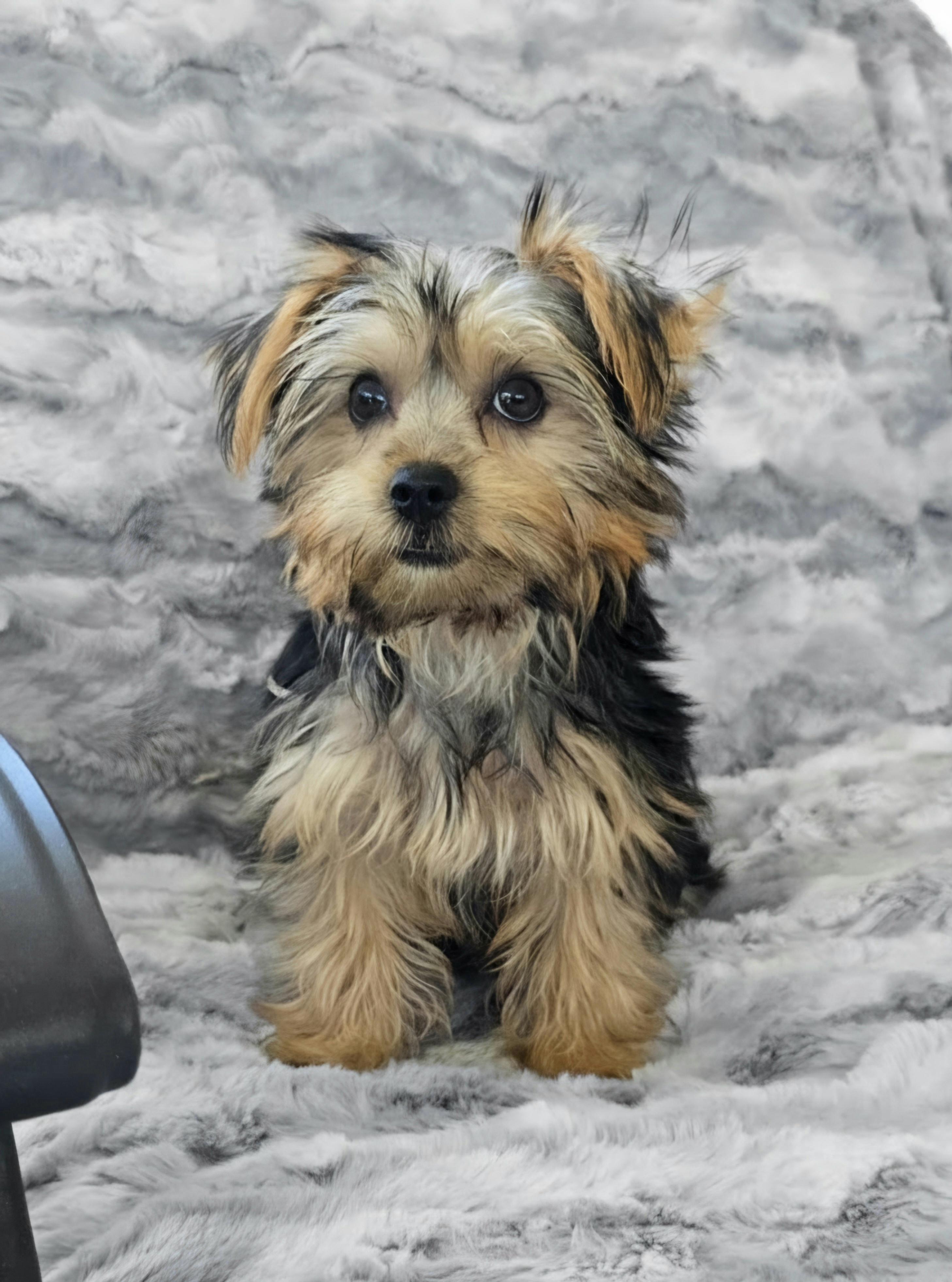 Enlarge Daphne, an adopted Yorkshire Terrier in San Pedro, CA image 4/5