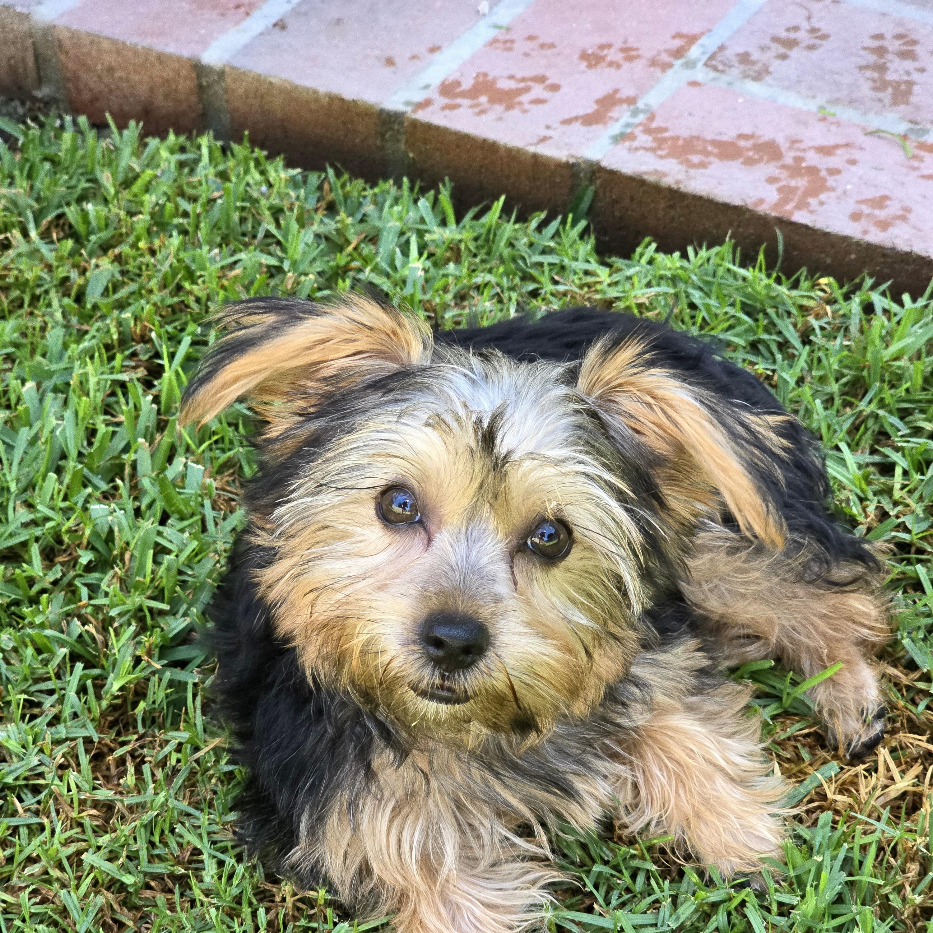 Enlarge Daphne, an adopted Yorkshire Terrier in San Pedro, CA image 5/5