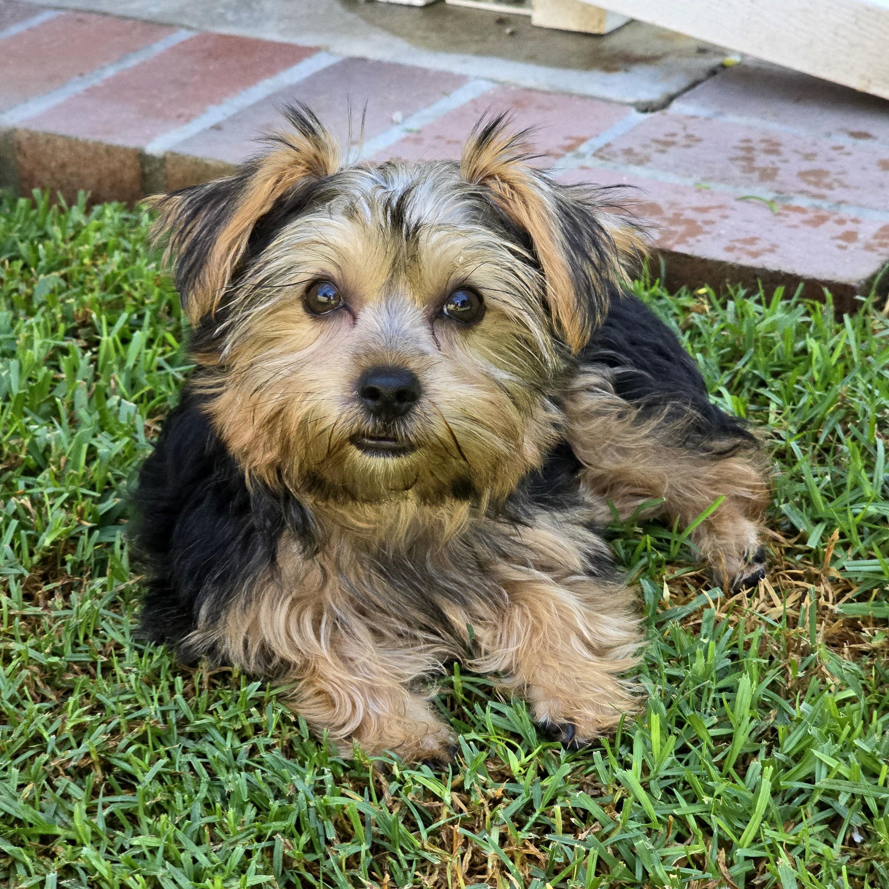 Daphne, adopted, Puppy Female Yorkshire Terrier.