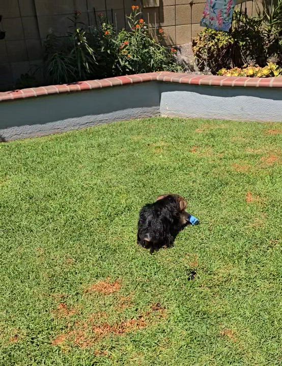 Enlarge Daphne, an adopted Yorkshire Terrier in San Pedro, CA video 3/5