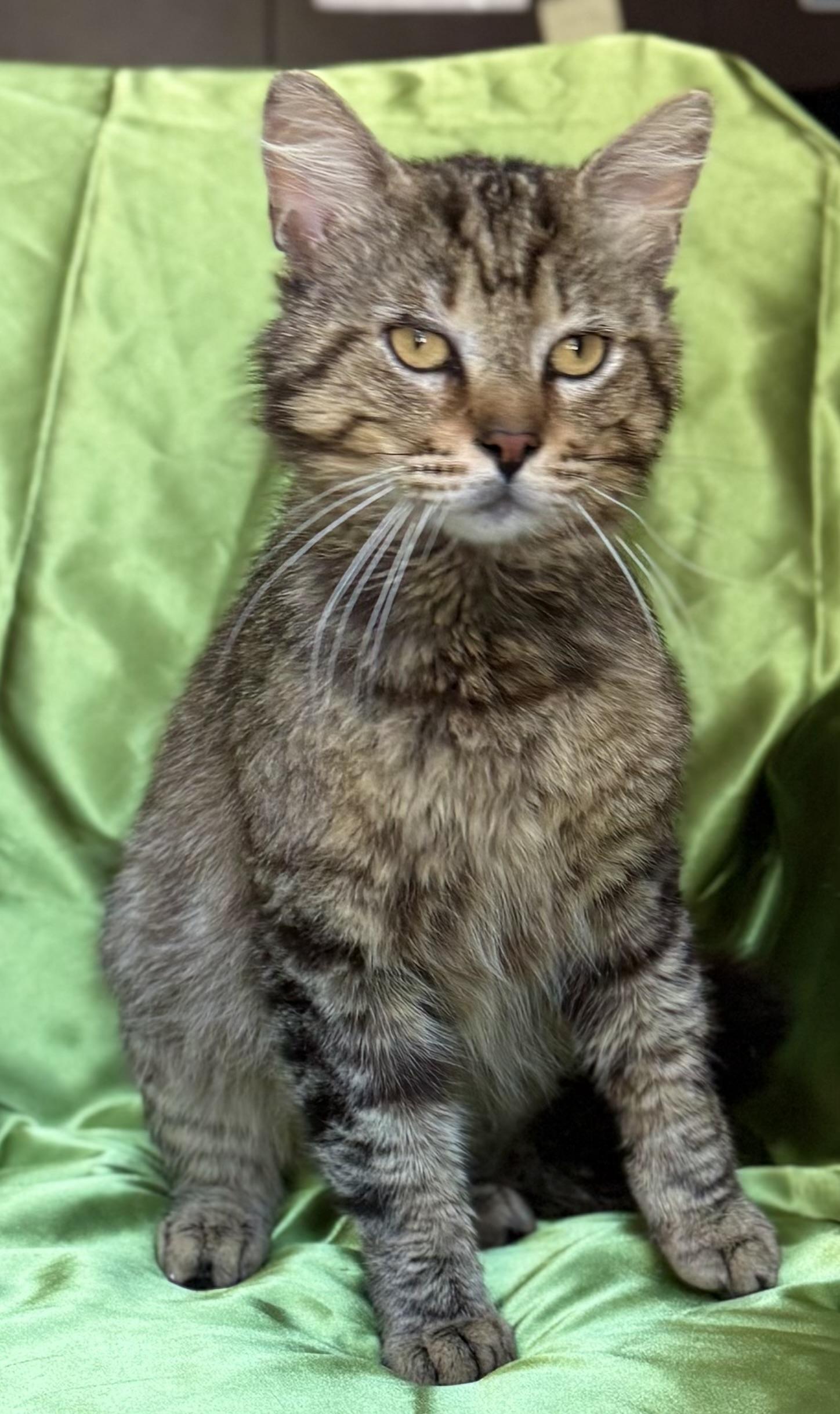 AUGUSTUS, a ADOPTABLE Domestic Short Hair in Rowland Heights, CA image 4/4