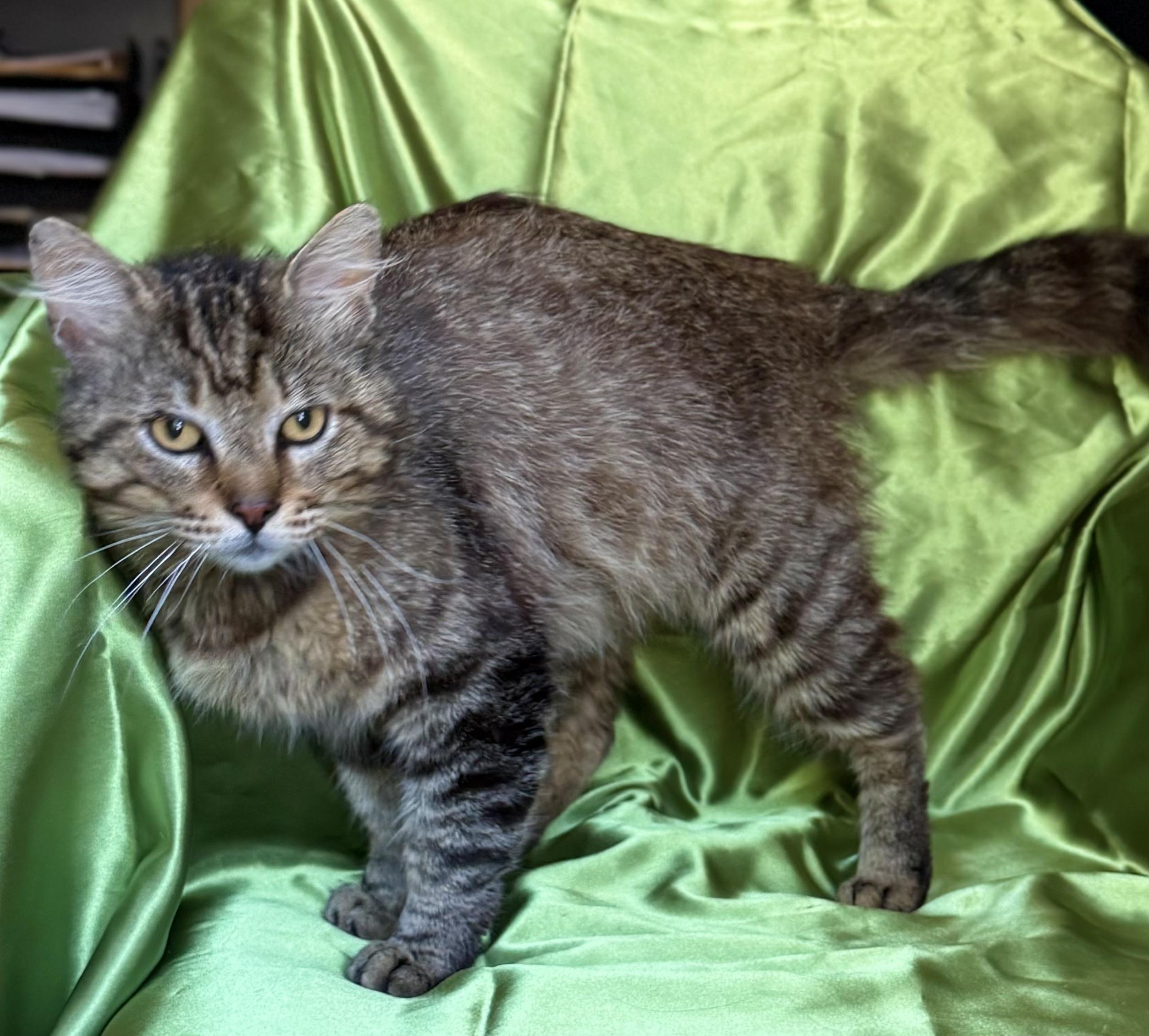 AUGUSTUS, a ADOPTABLE Domestic Short Hair in Rowland Heights, CA image 3/4