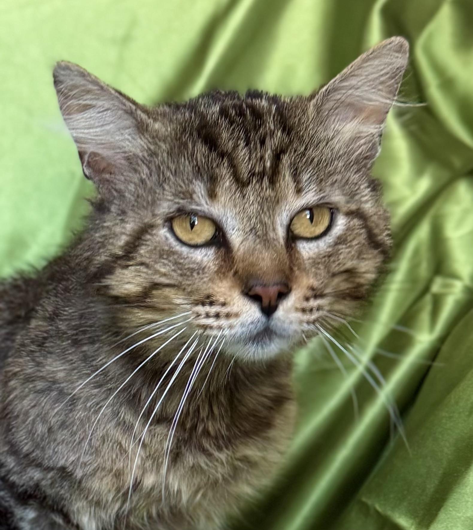 AUGUSTUS, a ADOPTABLE Domestic Short Hair in Rowland Heights, CA image 2/4