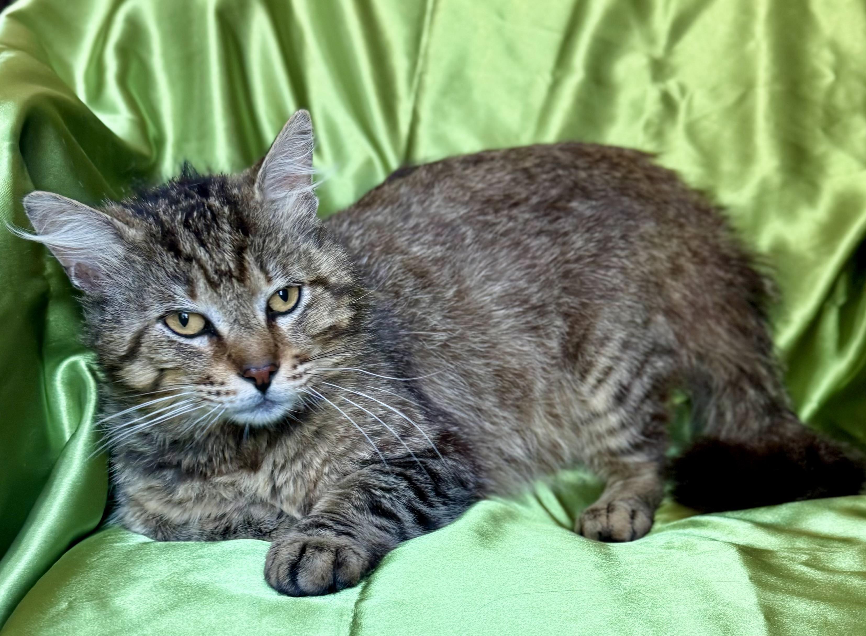 AUGUSTUS, a ADOPTABLE Domestic Short Hair in Rowland Heights, CA image 1/4