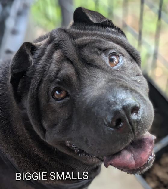 BIGGIE SMALLS, adopted, Adult Male Shar-Pei.