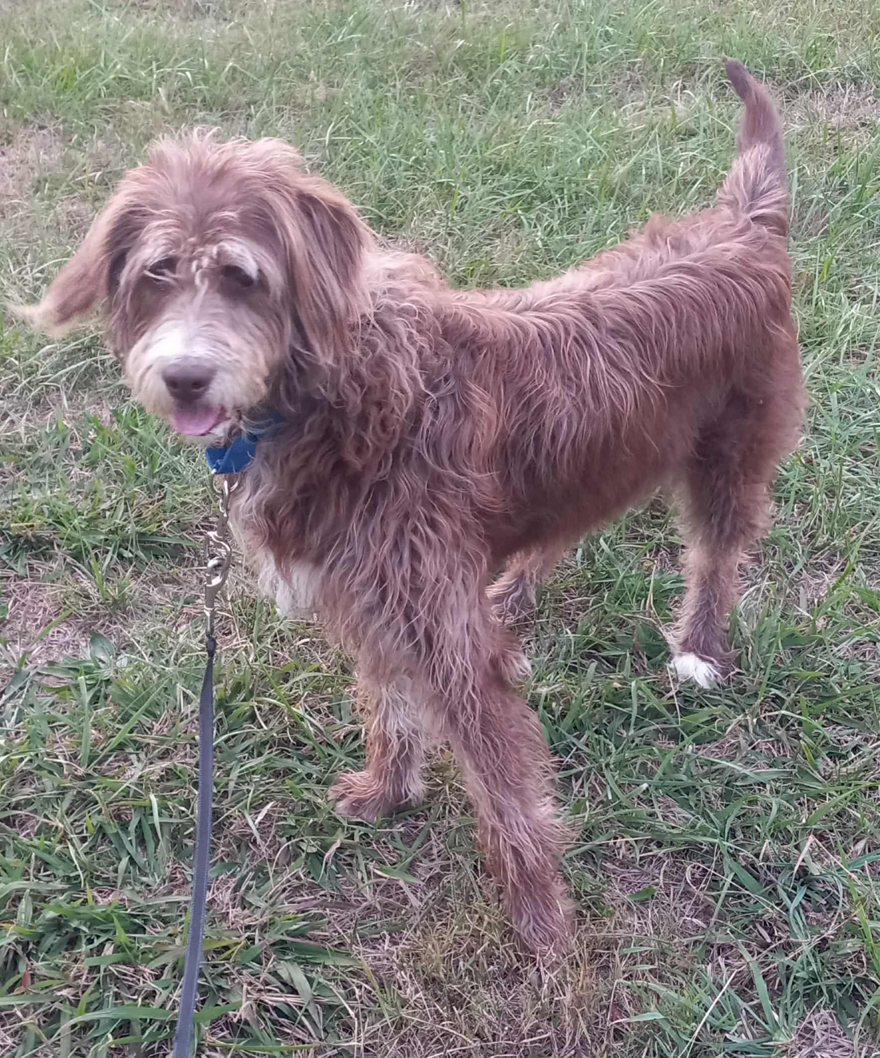 Enlarge Hershee in Kentucky, a Adoptable mixed breed in Albany, KY image 2/5