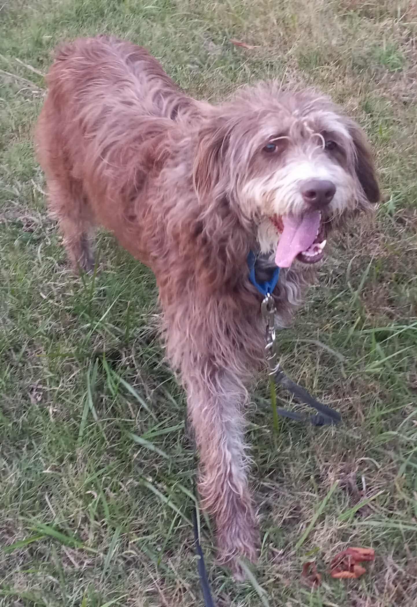 Enlarge Hershee in Kentucky, a Adoptable mixed breed in Albany, KY image 3/5