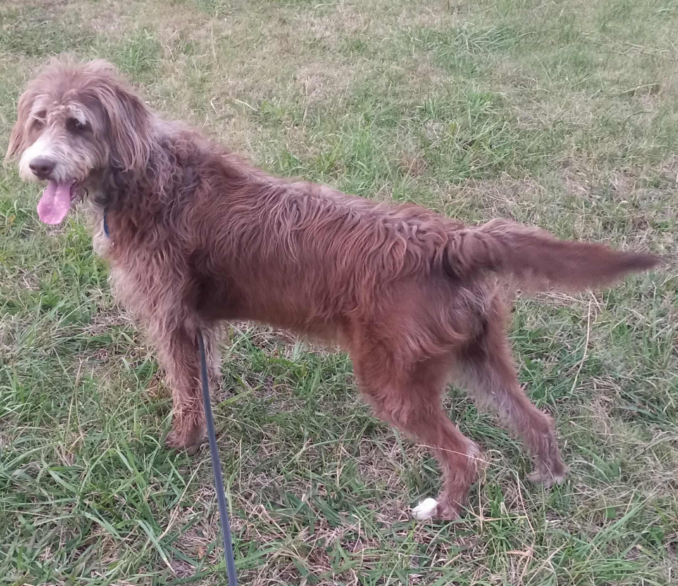 Enlarge Hershee in Kentucky, a Adoptable mixed breed in Albany, KY image 5/5