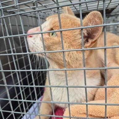 Leo, Adoptable, Adult Male Domestic Short Hair.