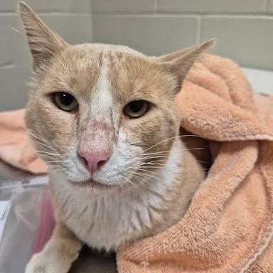 Enlarge Leo, a Adoptable Domestic Short Hair in Bristol, IN image 2/3