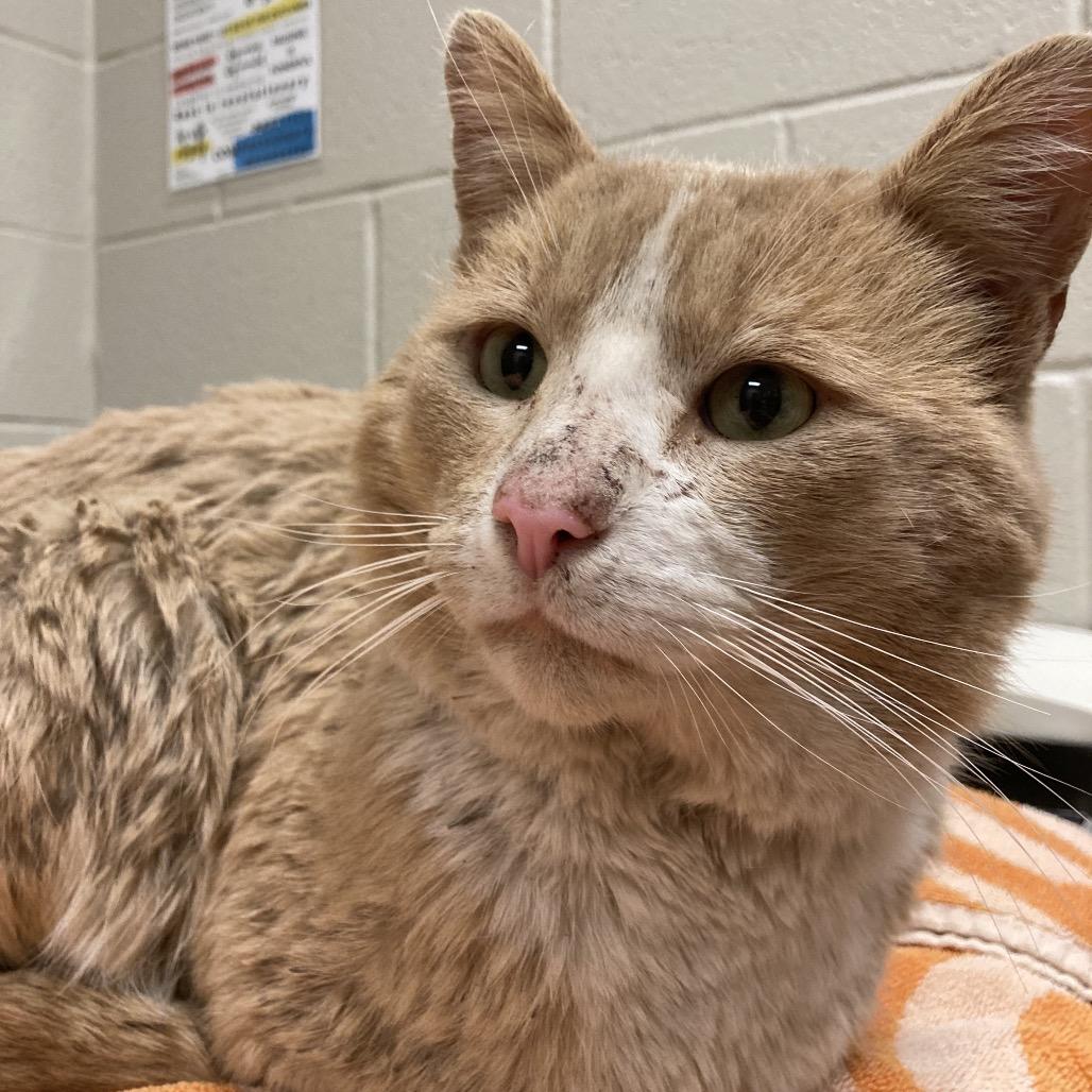 Enlarge Leo, a Adoptable Domestic Short Hair in Bristol, IN image 3/3