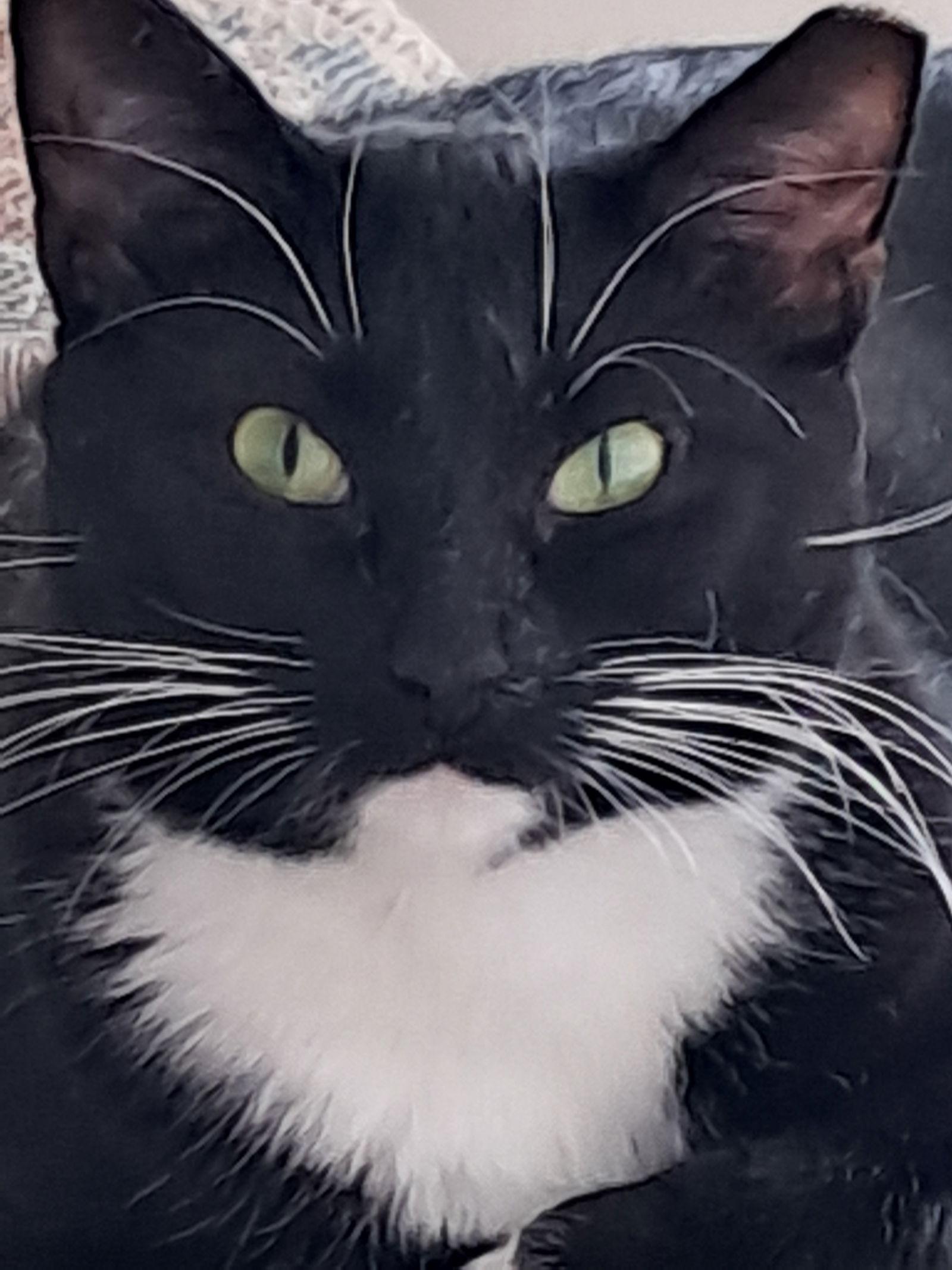 Nala (FCID# 07/01/2025 - 539 Glen Mills foster) C, Adoptable, Young Female Tuxedo & Domestic Short Hair.