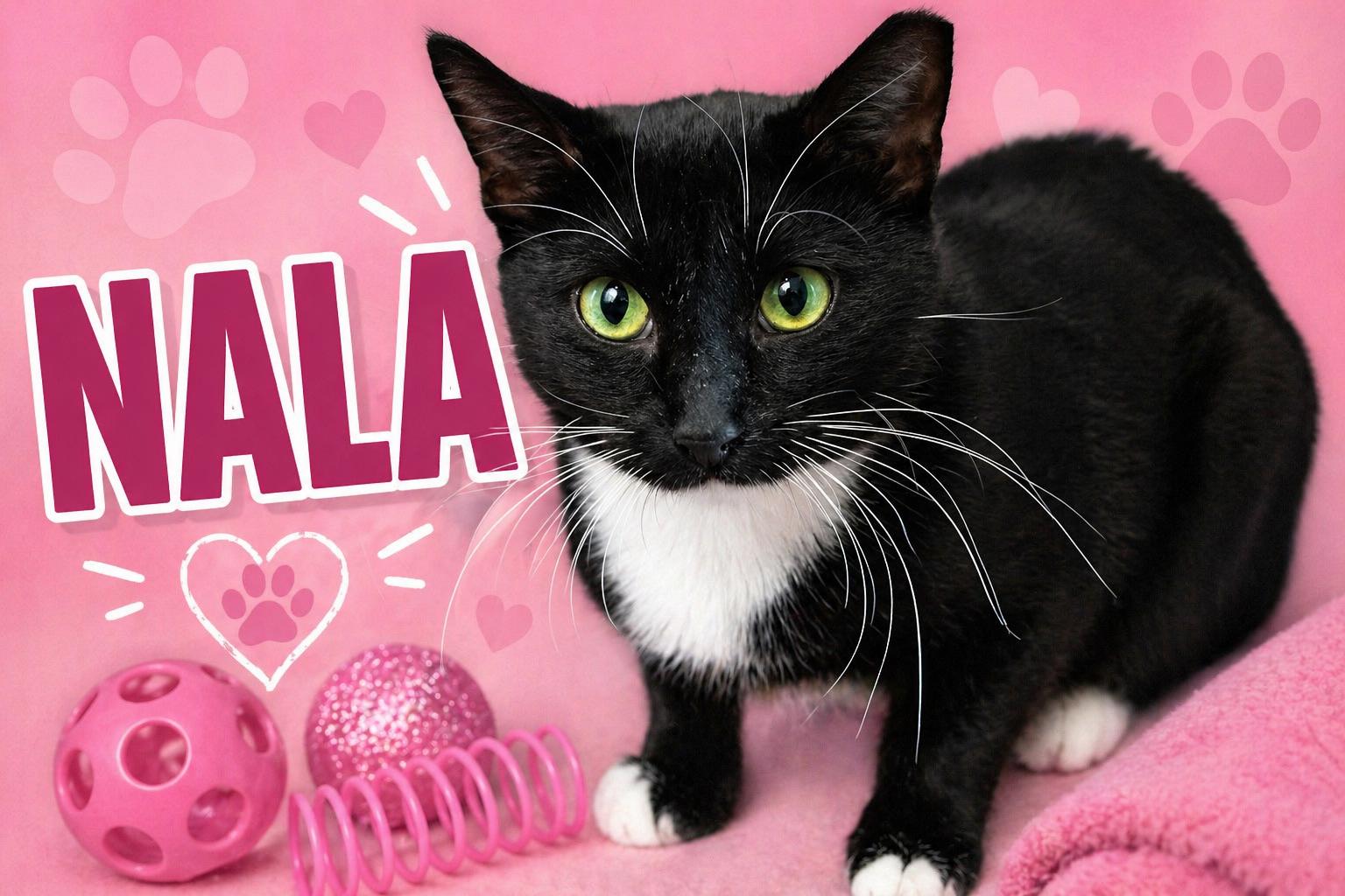 Nala (FCID# 07/01/2025 - 539 Glen Mills foster) C, Adoptable, Young Female Tuxedo & Domestic Short Hair.