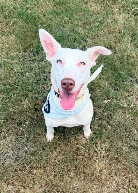 Enlarge Zero, a Adoptable mixed breed in Madison, GA image 1/5