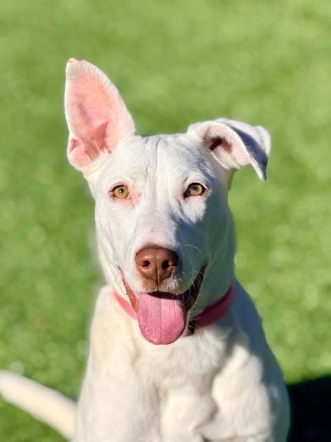 Enlarge Zero, a Adoptable mixed breed in Madison, GA image 2/5