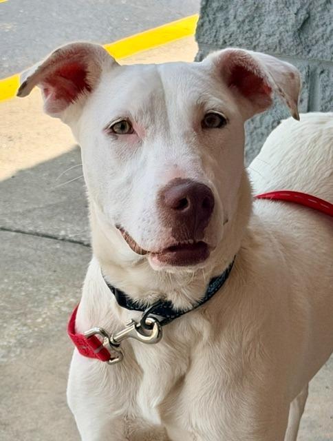 Enlarge Zero, a Adoptable mixed breed in Madison, GA image 5/5