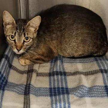 Pastina, Adoptable, Young Female Domestic Short Hair.