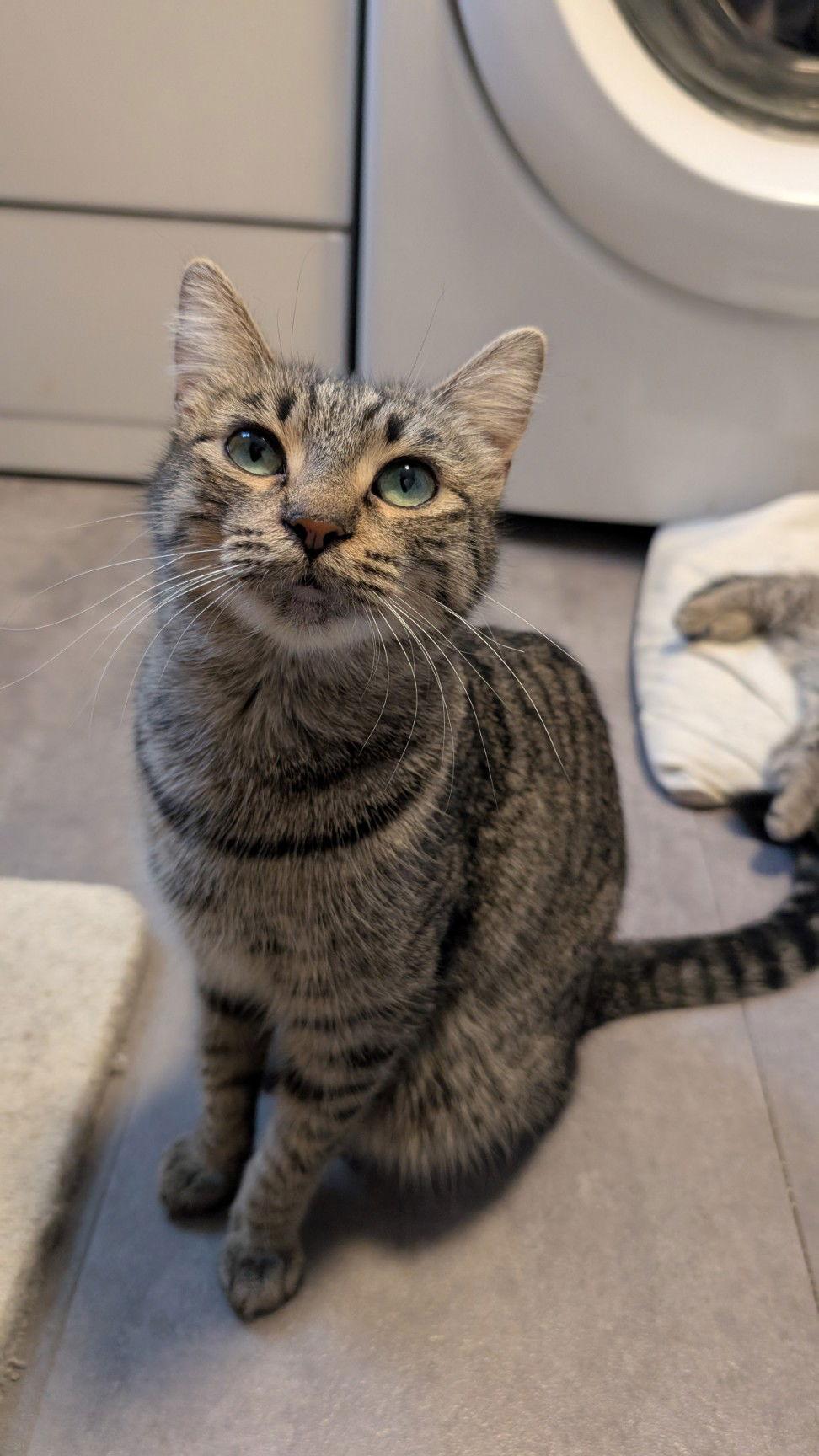 Sunny, Adoptable, Adult Female Domestic Short Hair.