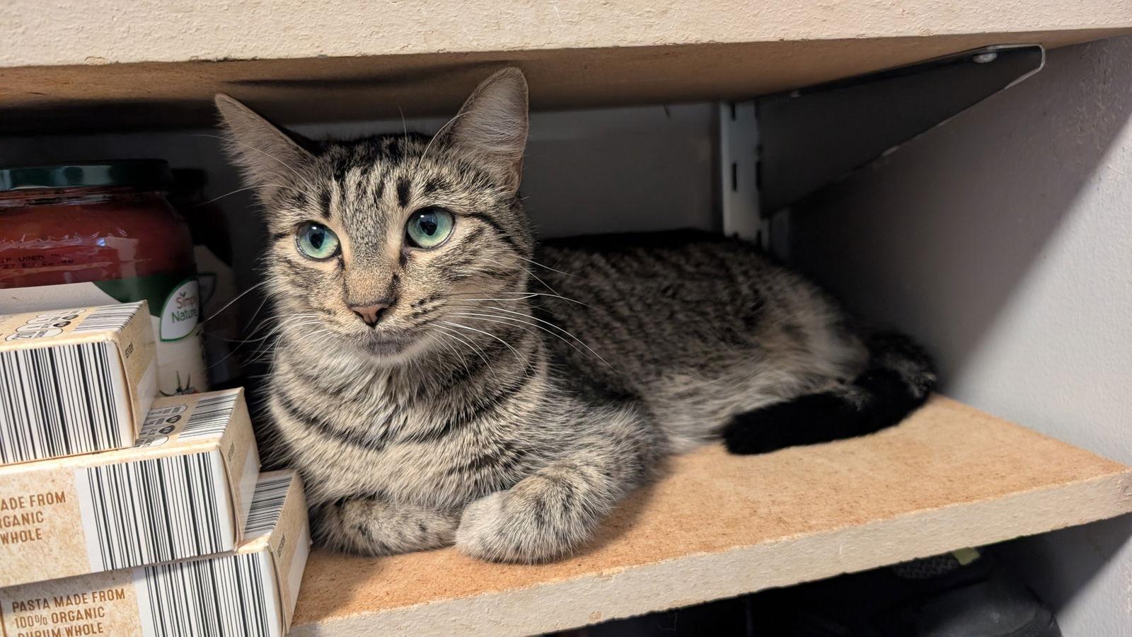 Sunny, a Adoptable Domestic Short Hair in Wheaton, IL image 2/3