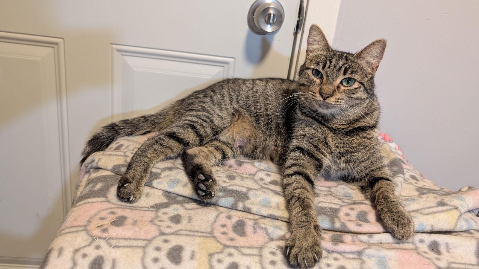 Sunny, a Adoptable Domestic Short Hair in Wheaton, IL image 3/3