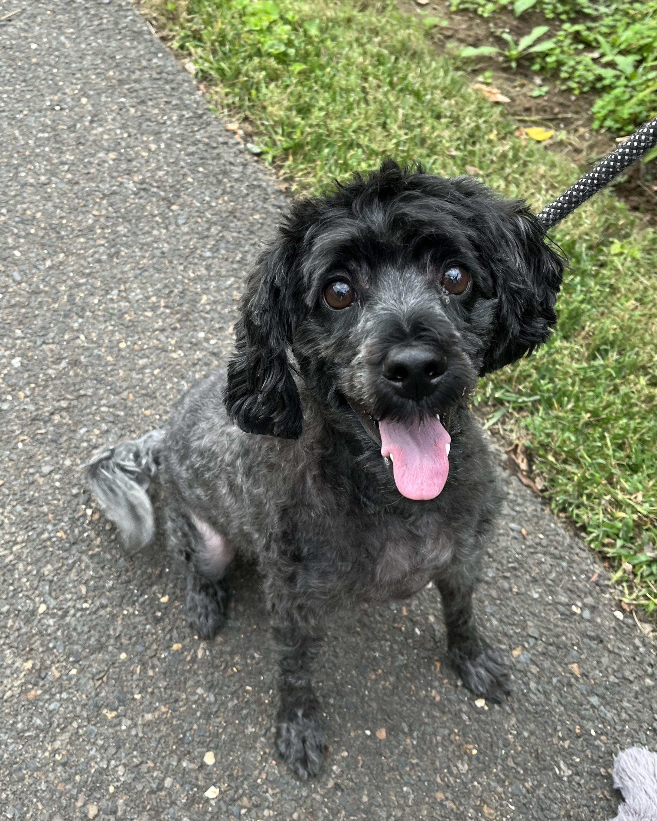 Oreo, Adoptable, Adult Male Miniature Poodle.