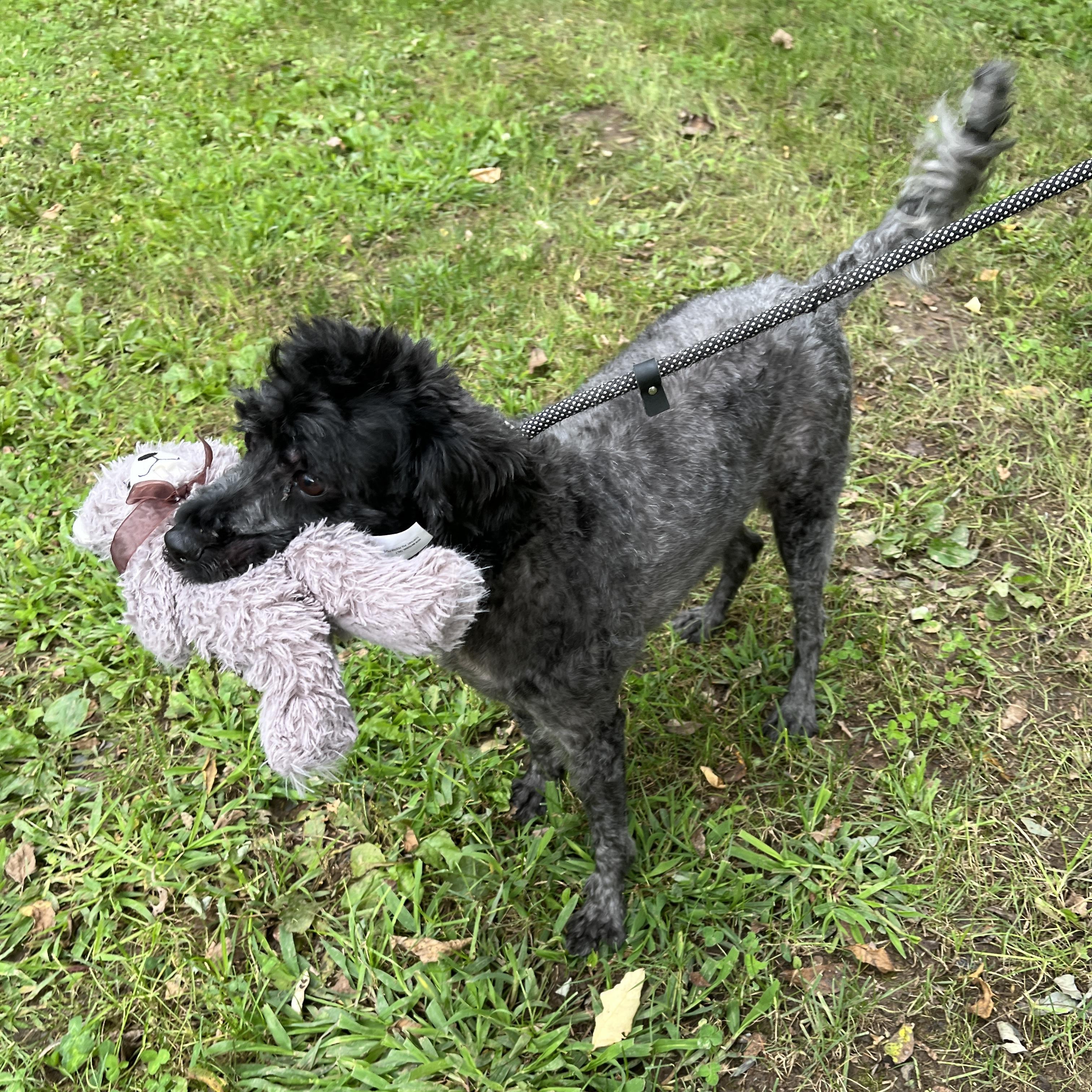Enlarge Oreo, a Adoptable Miniature Poodle in New Hope, PA image 4/4