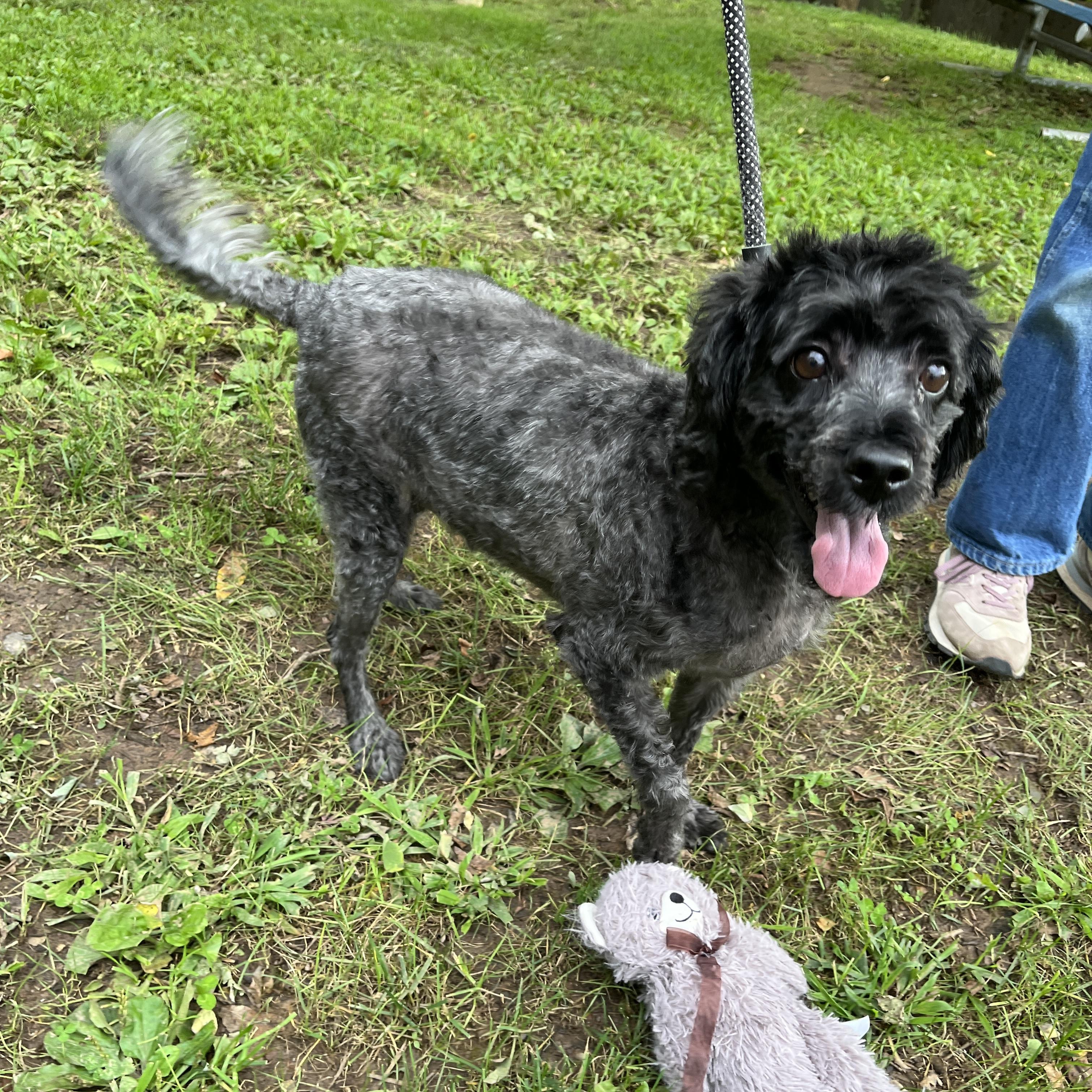 Enlarge Oreo, a Adoptable Miniature Poodle in New Hope, PA image 3/4