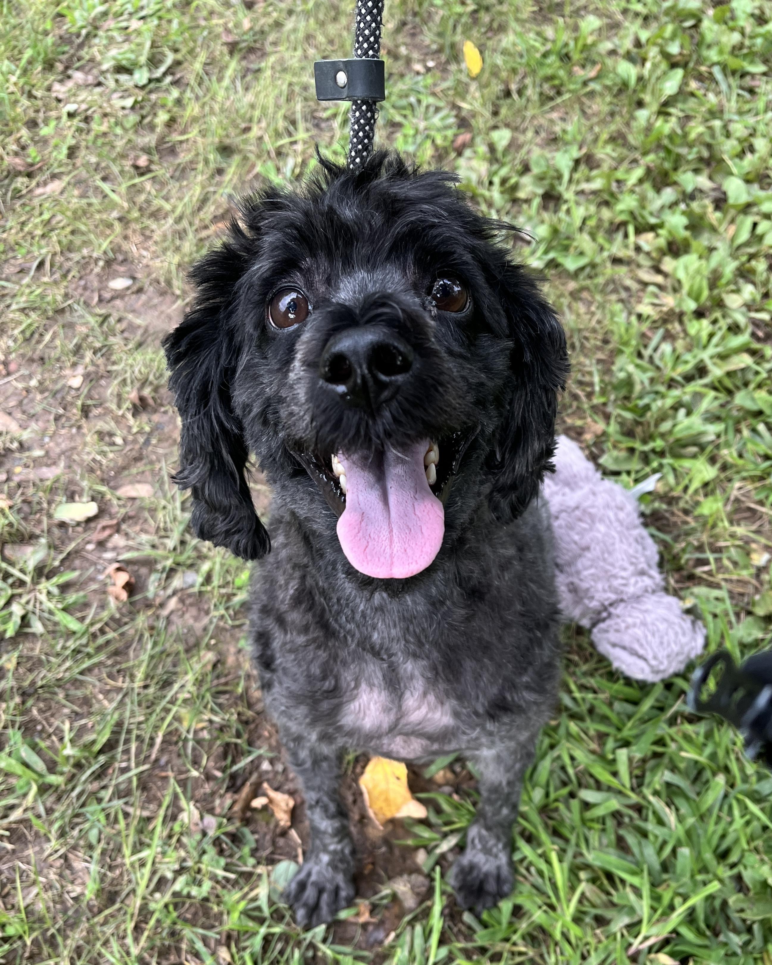 Enlarge Oreo, a Adoptable Miniature Poodle in New Hope, PA image 2/4