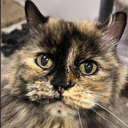 YoYo, Adoptable, Senior Female Domestic Long Hair.