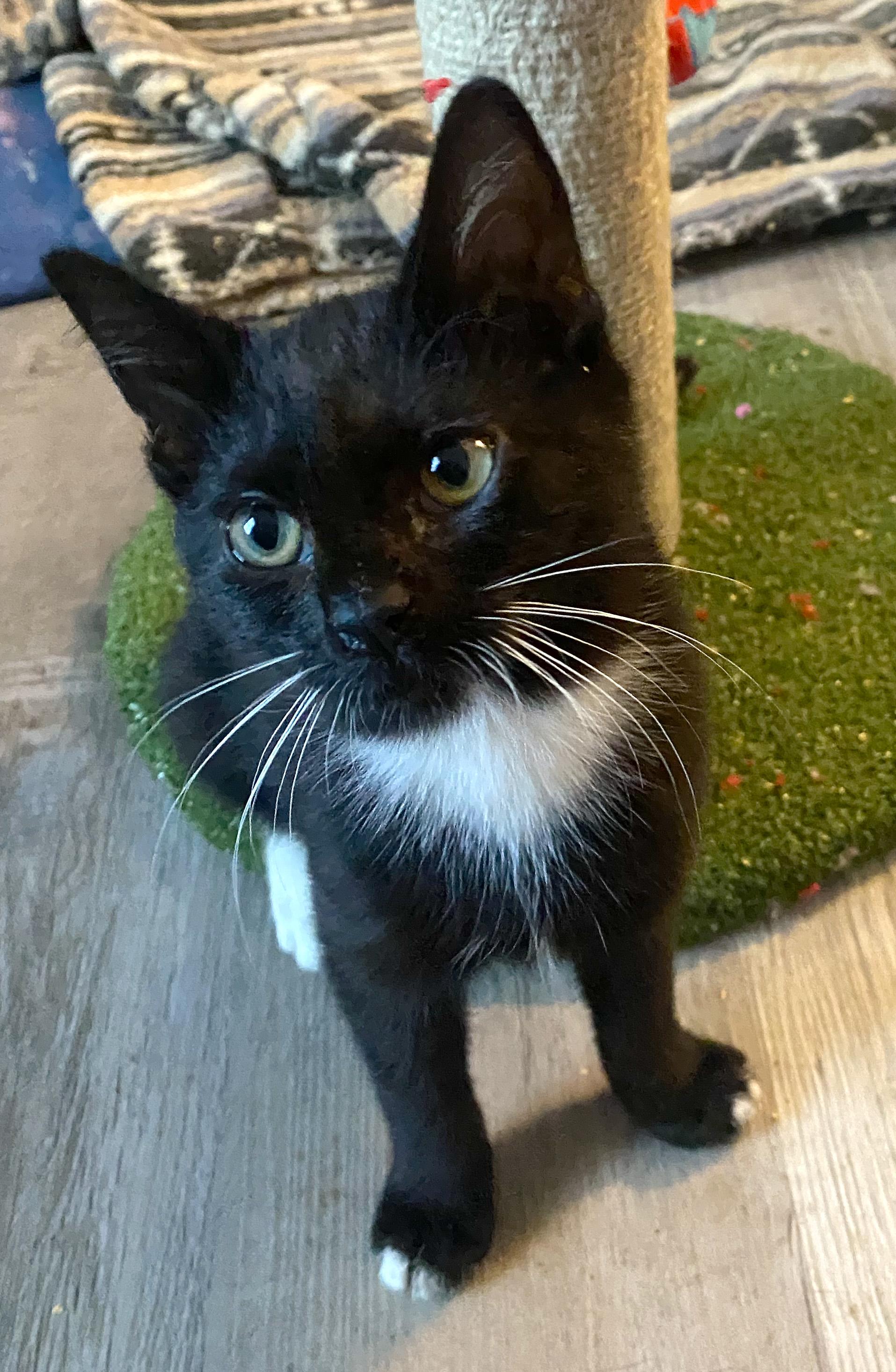 C.T., ADOPTABLE, Kitten Female Tuxedo & American Shorthair.