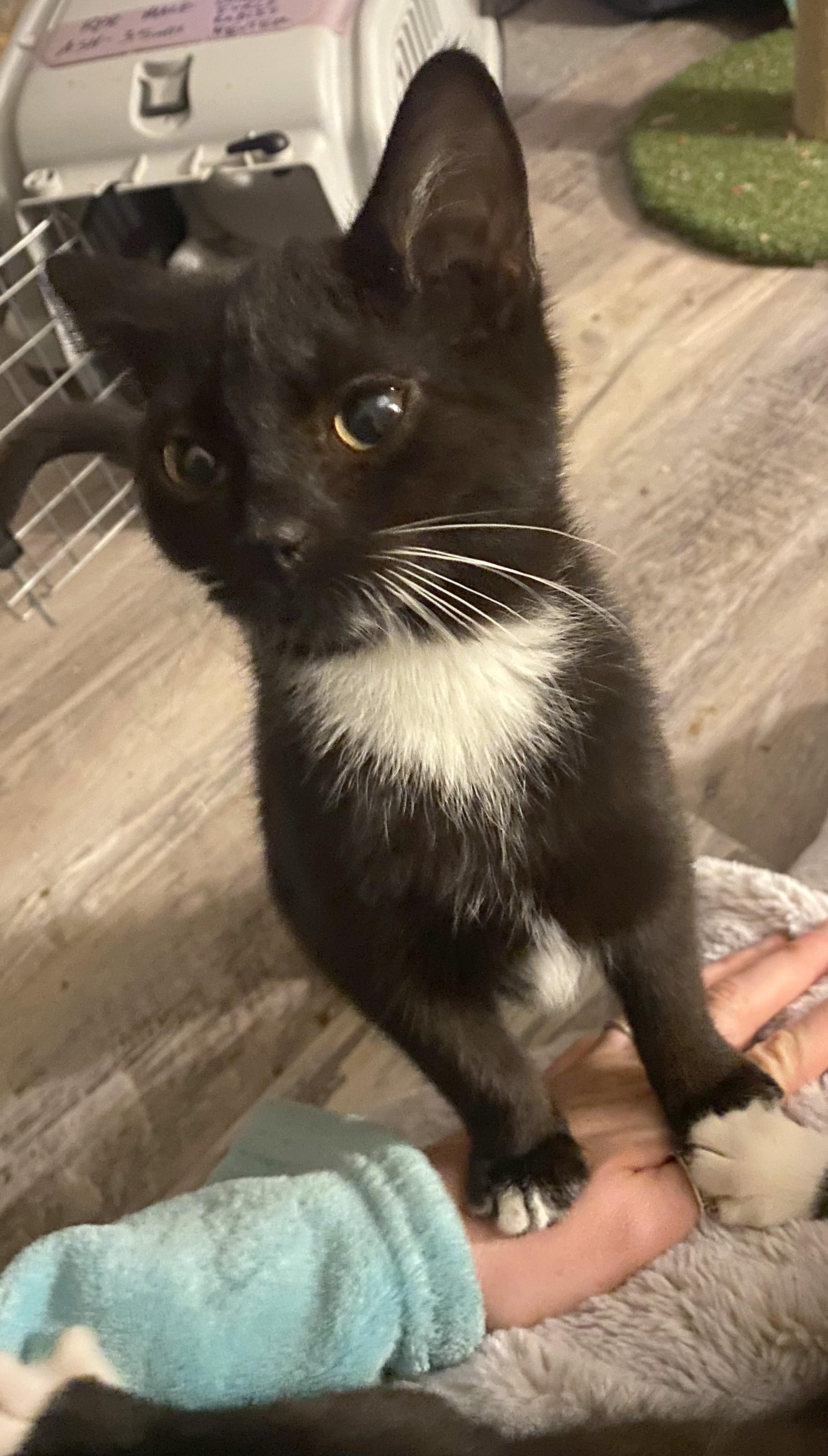 Enlarge C.T., a ADOPTABLE mixed breed in Hilton Head Island, SC image 4/4