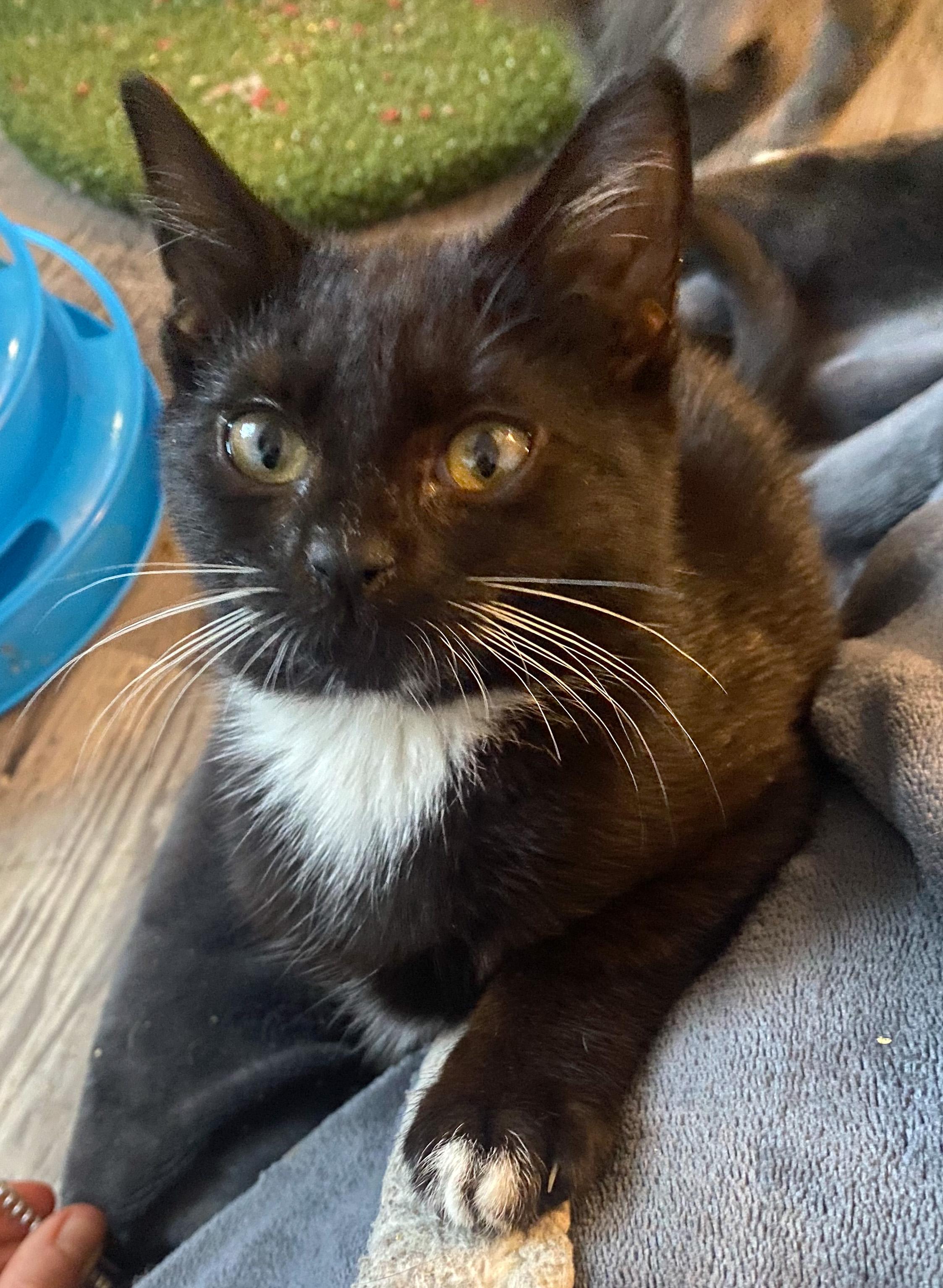 Enlarge C.T., a ADOPTABLE mixed breed in Hilton Head Island, SC image 2/4