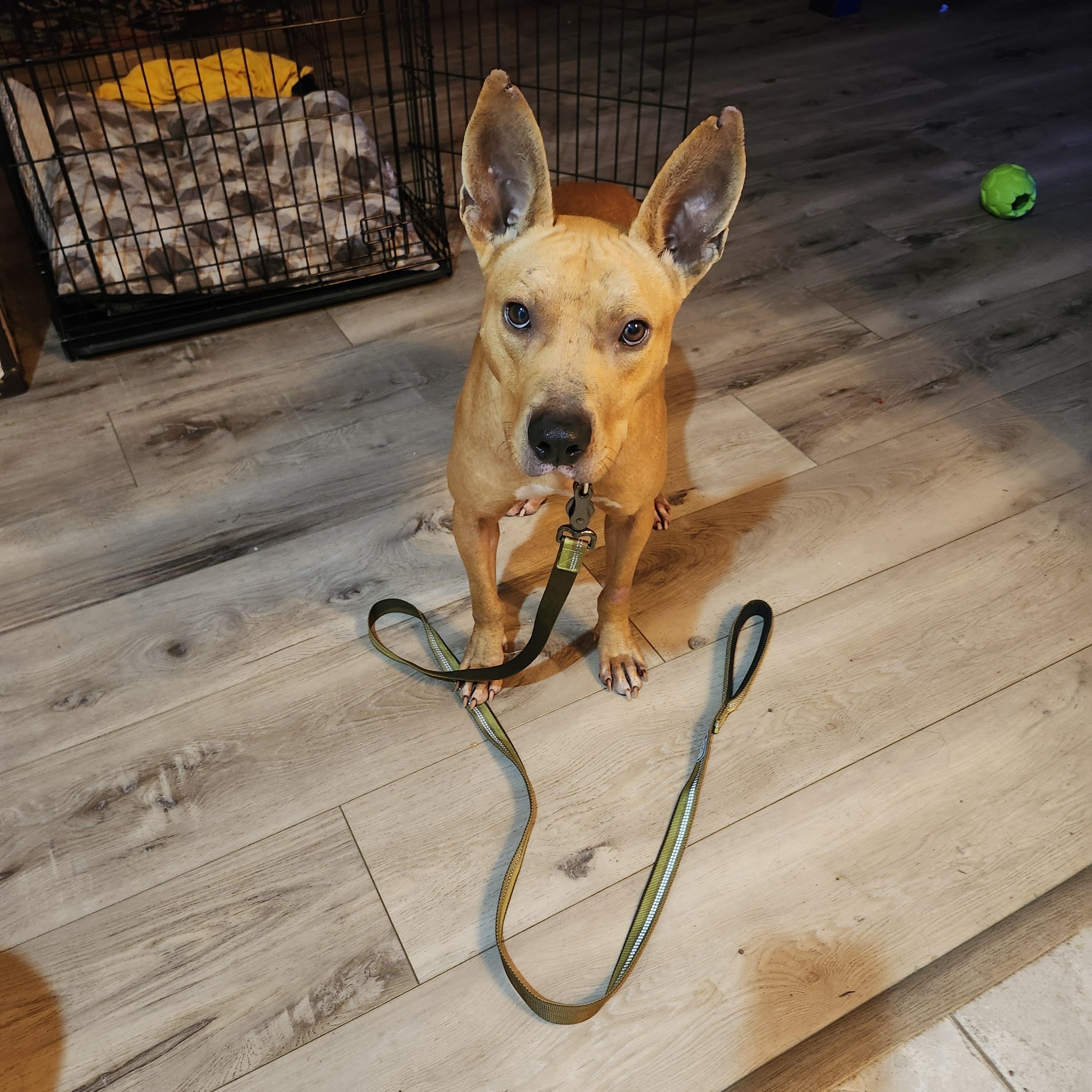 Enlarge Zoran, a ADOPTABLE mixed breed in Oswego, IL image 1/3