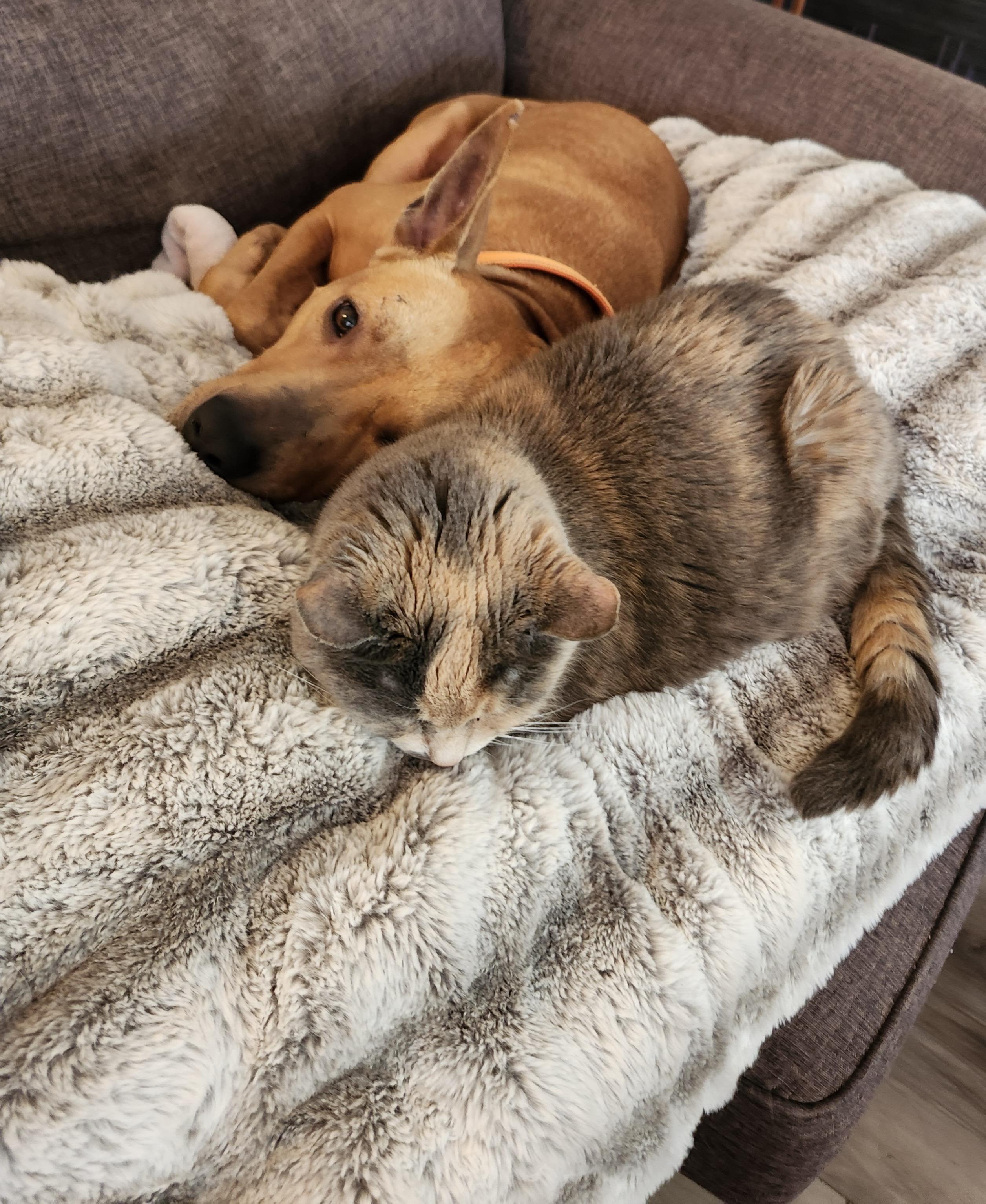 Enlarge Zoran, a ADOPTABLE mixed breed in Oswego, IL image 2/3