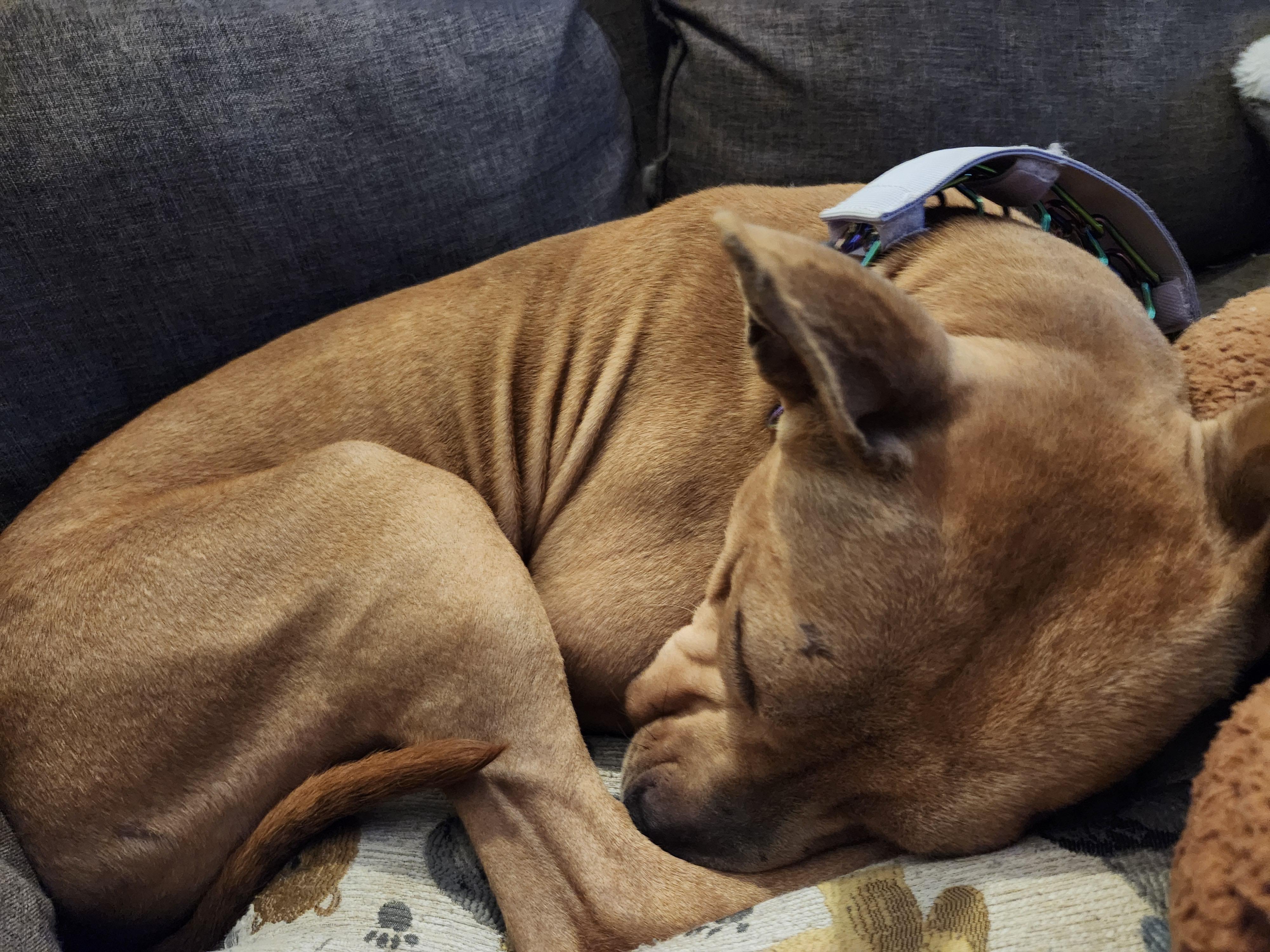 Enlarge Zoran, a ADOPTABLE mixed breed in Oswego, IL image 3/3