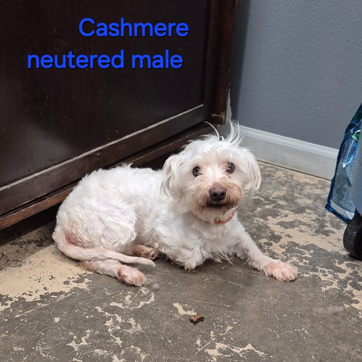 Cashmere, adopted, Adult Male Mixed Breed.