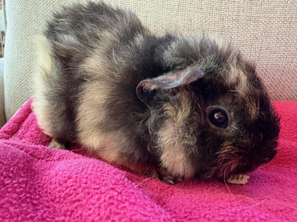 Enlarge Ziggy & Spike, an adoptable Guinea Pig in Austin, TX image 5/6