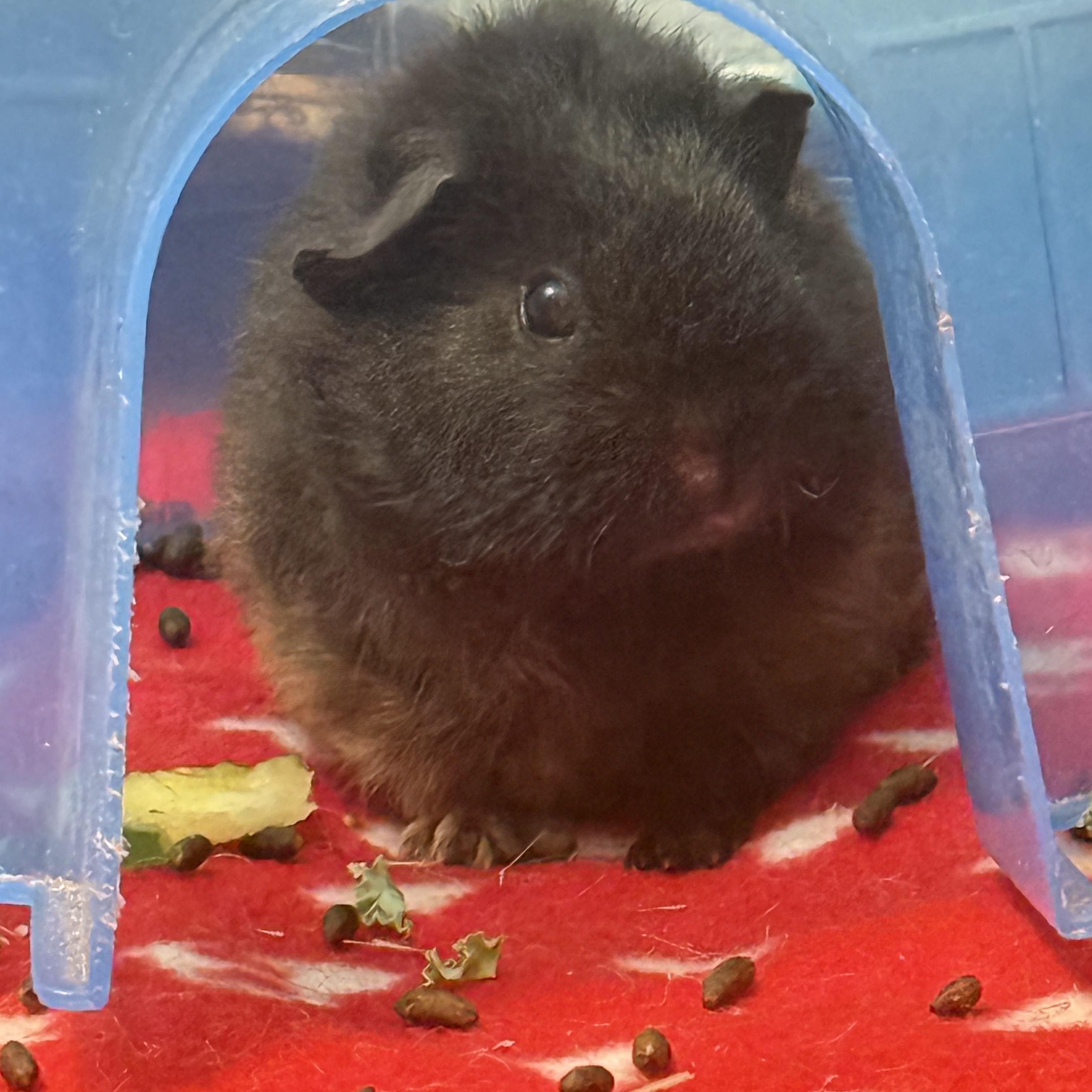 Enlarge Ziggy & Spike, an adoptable Guinea Pig in Austin, TX image 6/6