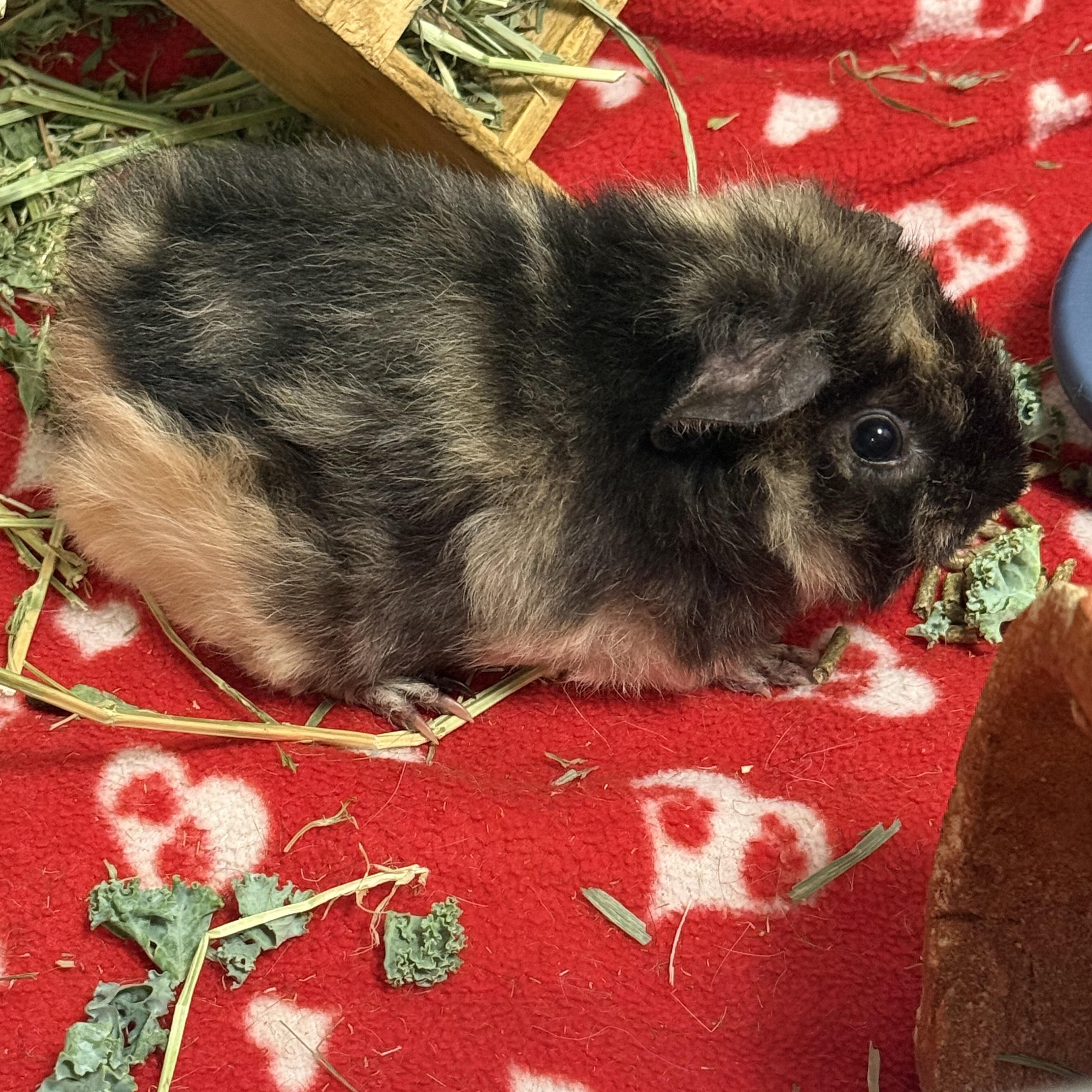 Enlarge Ziggy & Spike, an adoptable Guinea Pig in Austin, TX image 3/6