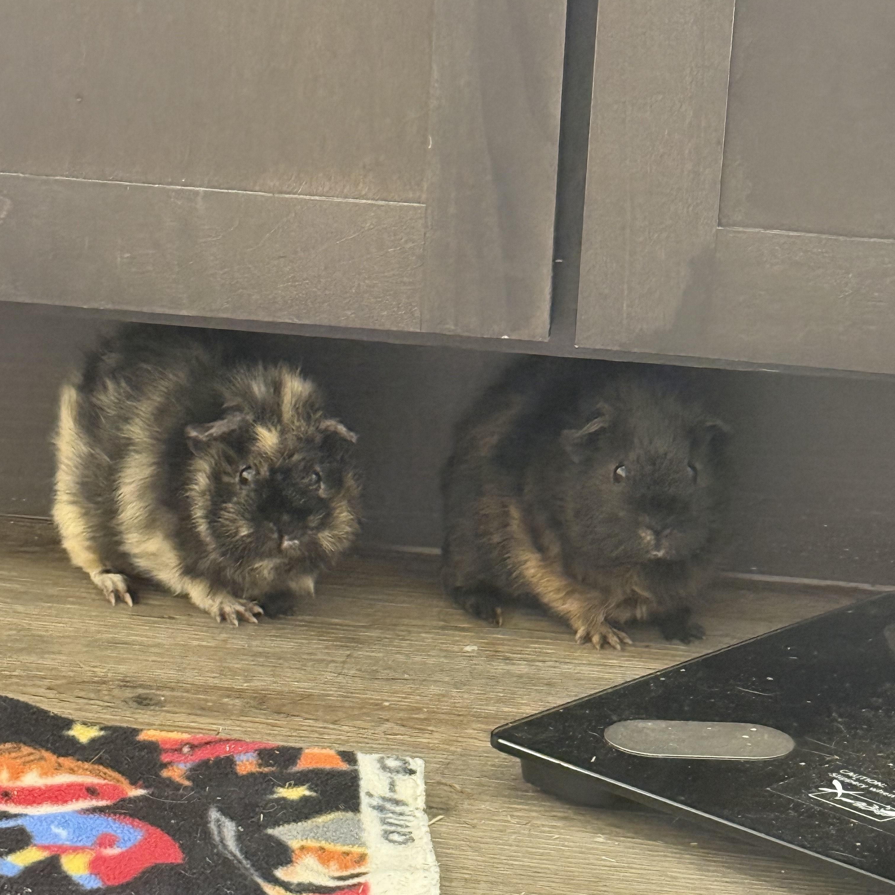 Enlarge Ziggy & Spike, an adoptable Guinea Pig in Austin, TX image 2/6