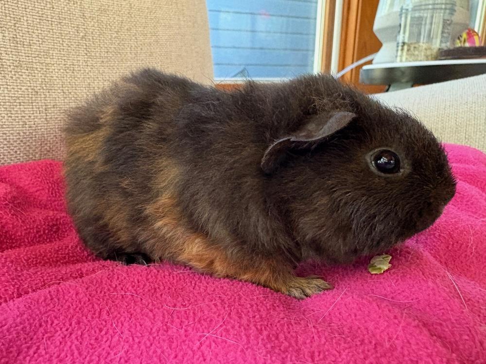 Enlarge Ziggy & Spike, an adoptable Guinea Pig in Austin, TX image 4/6