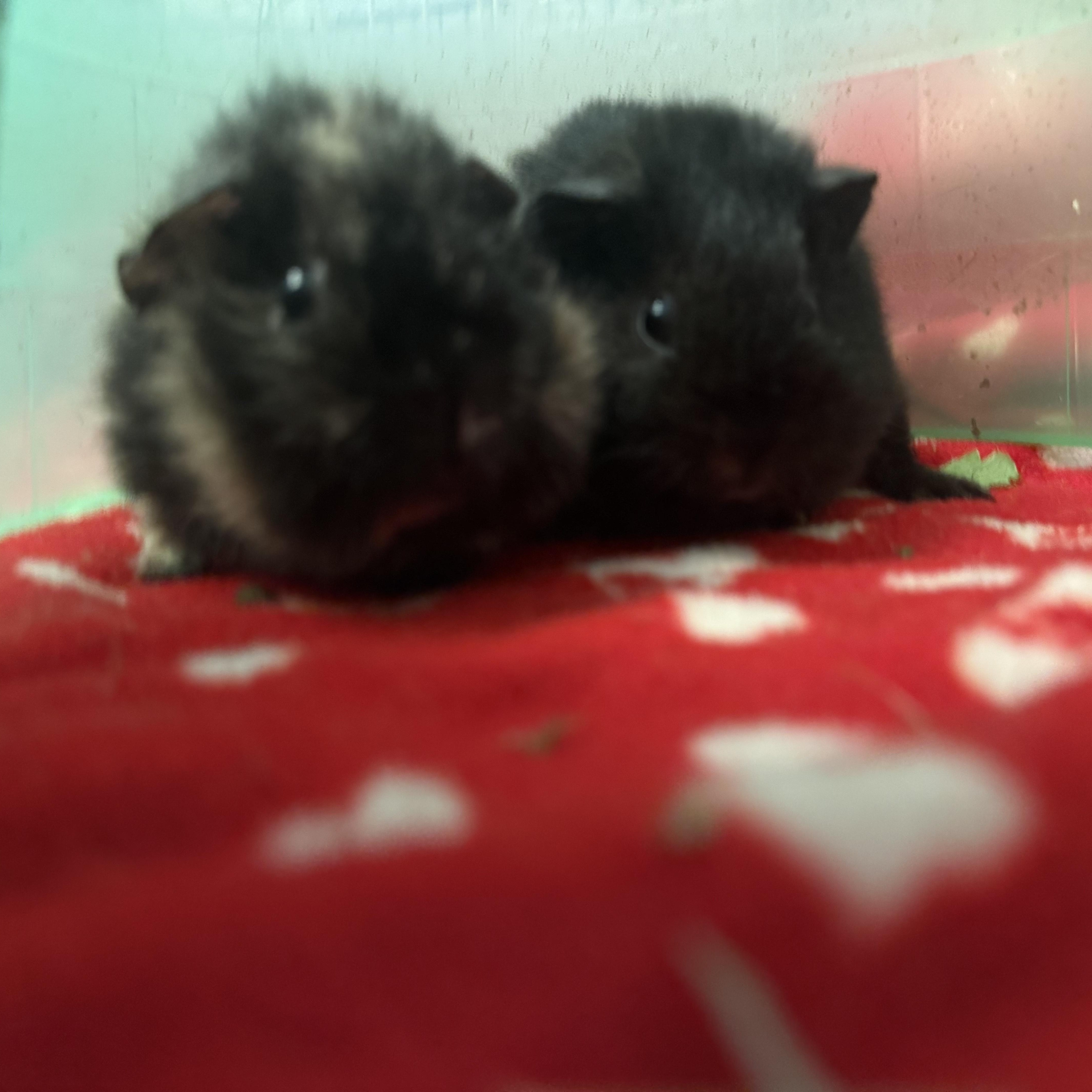 Enlarge Ziggy & Spike, an adoptable Guinea Pig in Austin, TX image 1/6